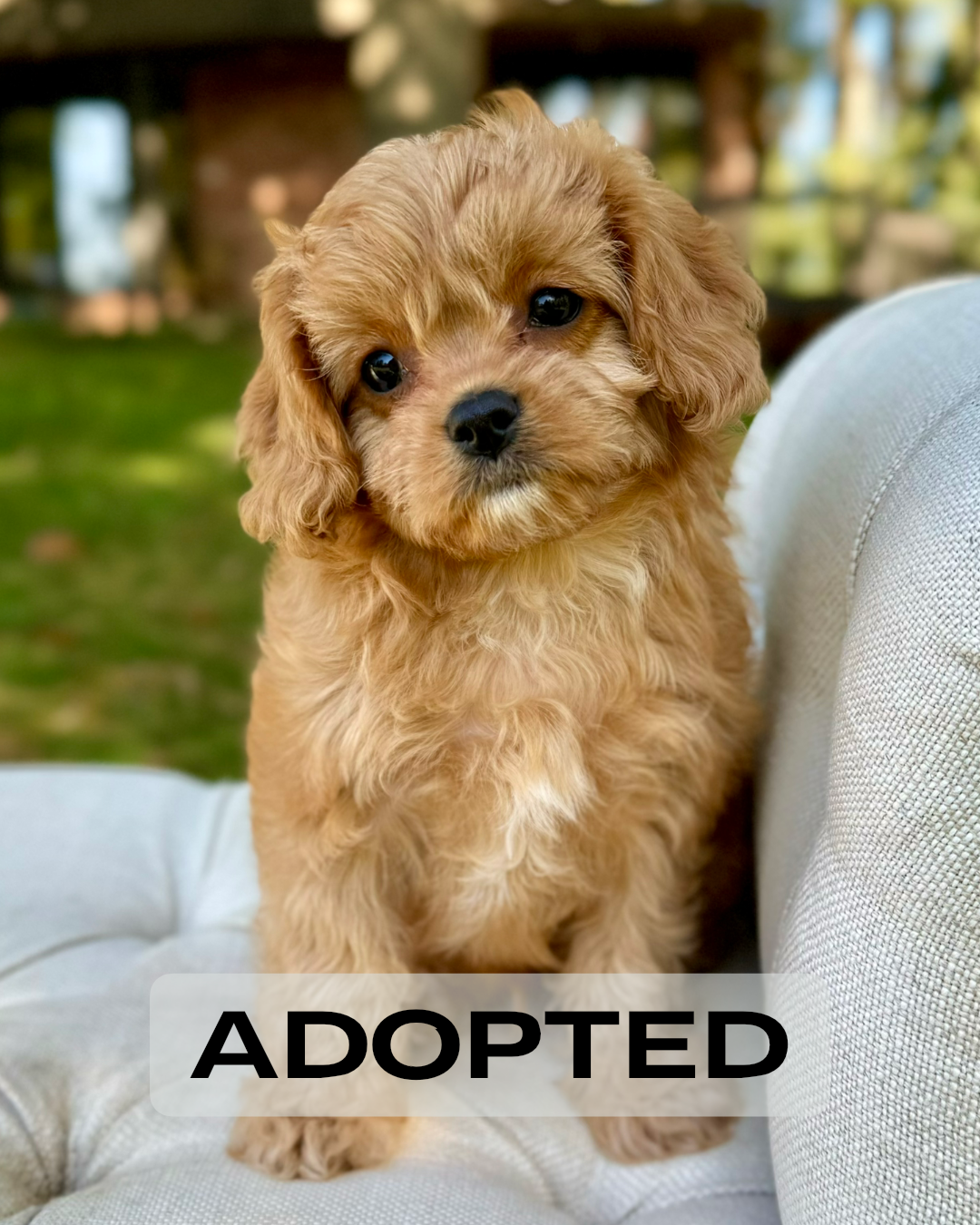 Toy Cavapoo Baton Rouge Oakley Toy Cavapoo Puppy 💙 SOLD – Precious Pups Doodles