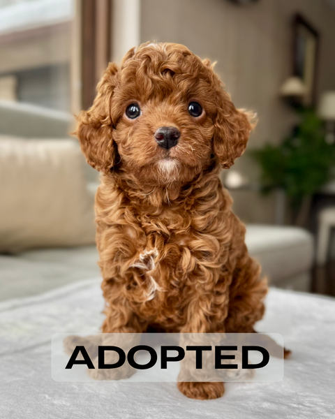 Toy Poodle Trained Cavapoo For Sale Fox Toy F1b Cavapoo