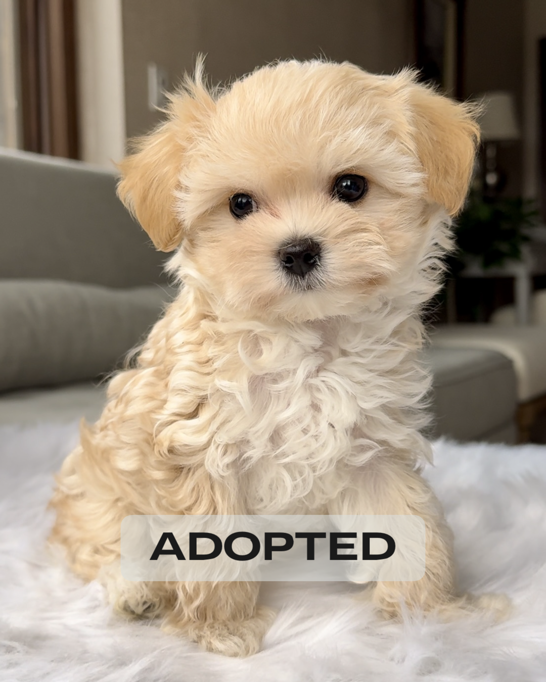 Teddy maltipoo clearance