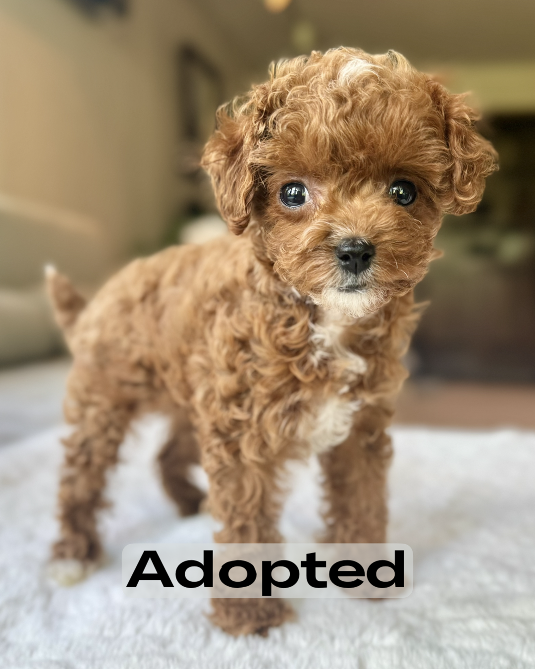 Adoption Where Can I Find A Teacup Poodle Adoption Miniature