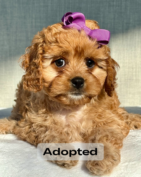 Brown Cavachon Poo Puppies Cavachon Poodle Puppies For Sale Top