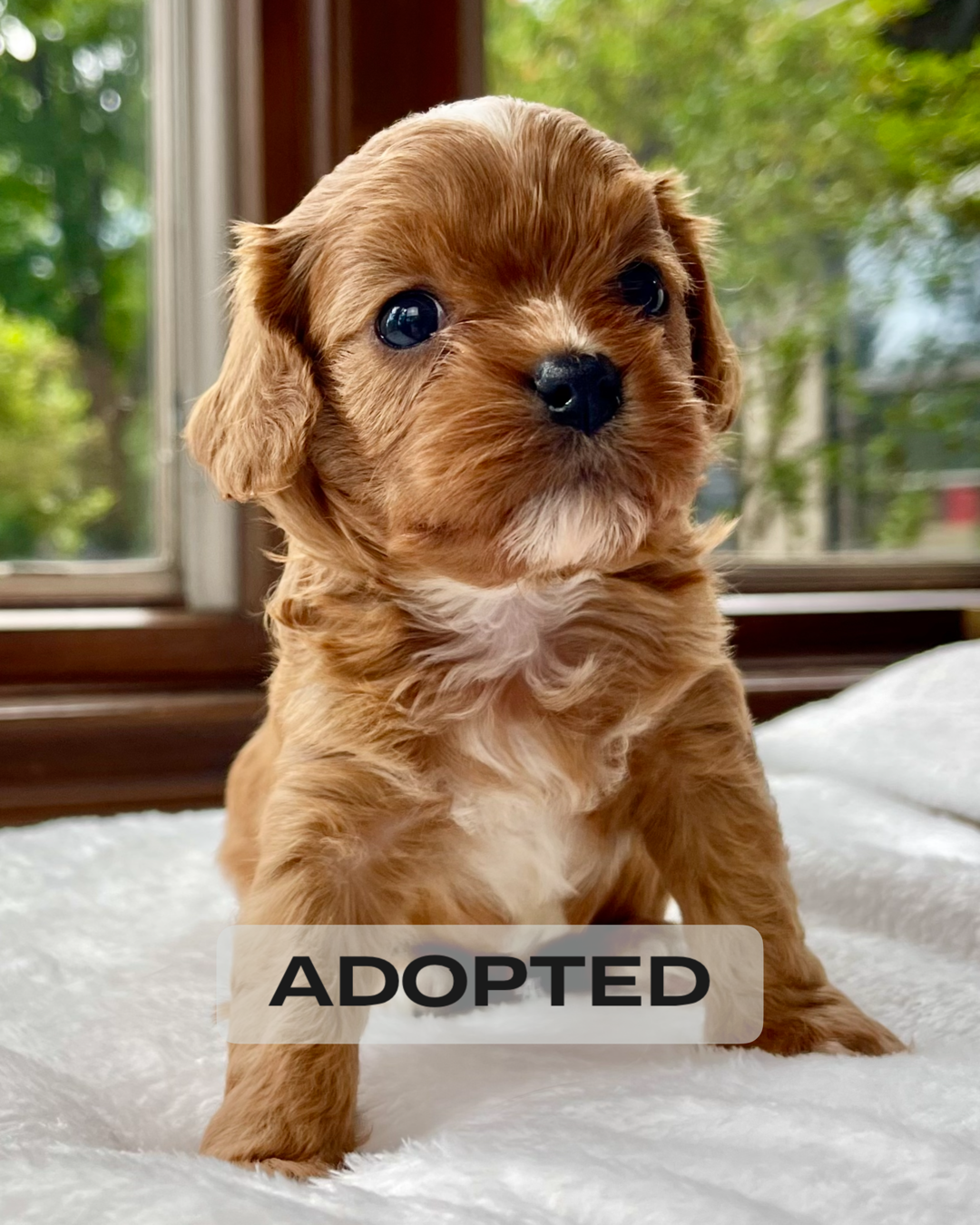 Lily Cavapoo Puppy Adopted Precious