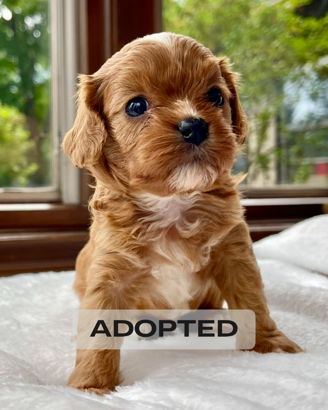 Toy cavapoo shop puppies