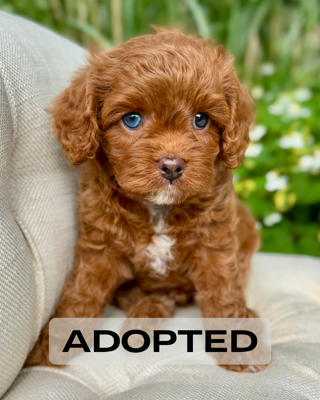 Mr. Darcy Cavapoo Puppy 💙 ADOPTED – Precious Pups USA