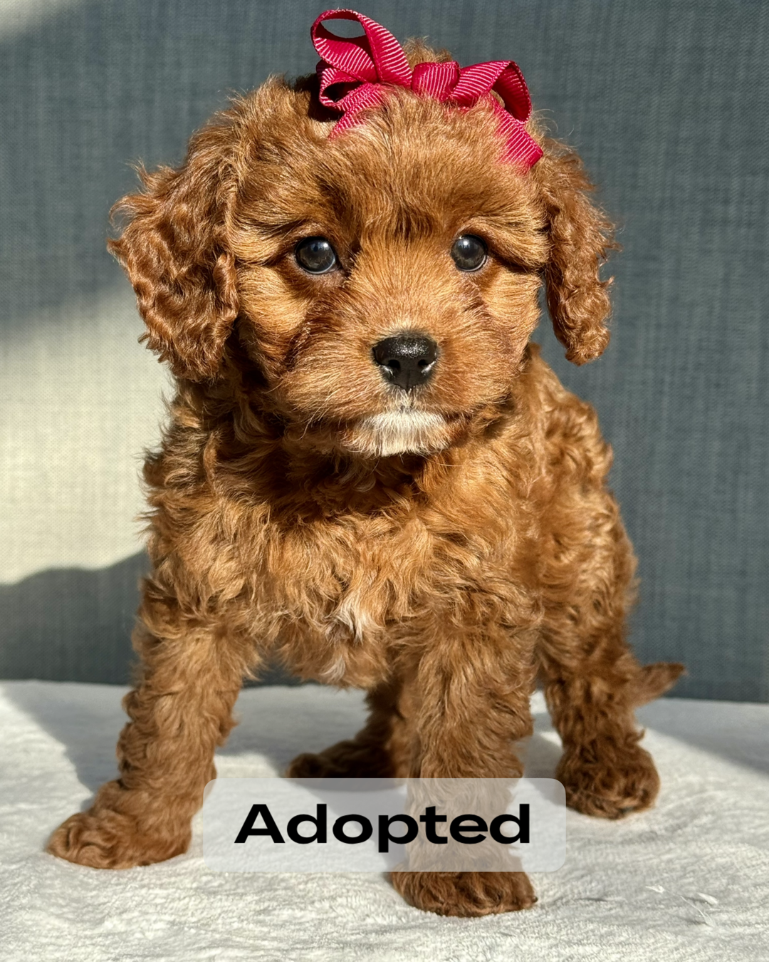 Ruby Cavapoo Puppy 💗 SOLD – Precious Pups USA
