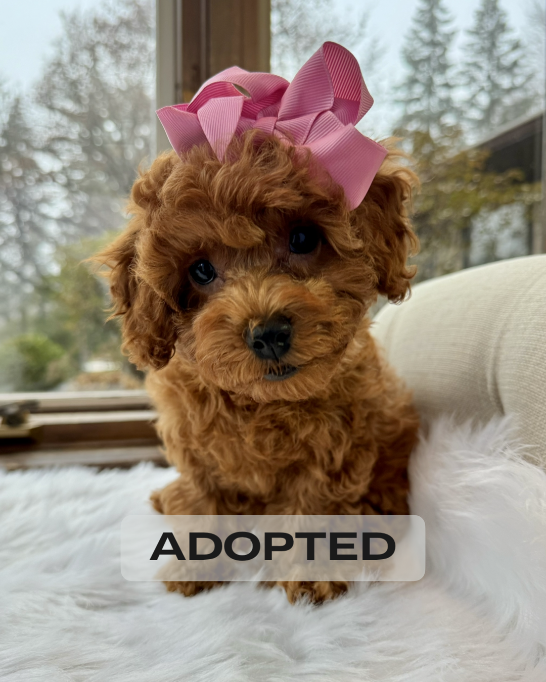 Mini clearance poodle puppies