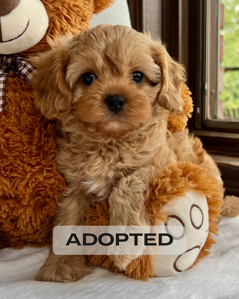 Cava Poo Teddy Bear Cavapoo Puppies For Sale Teddy Cavapoo Puppy