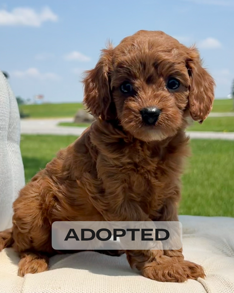 Old Cavoodle 10 Week Old Cavapoo Darling Cavapoo Puppy SOLD