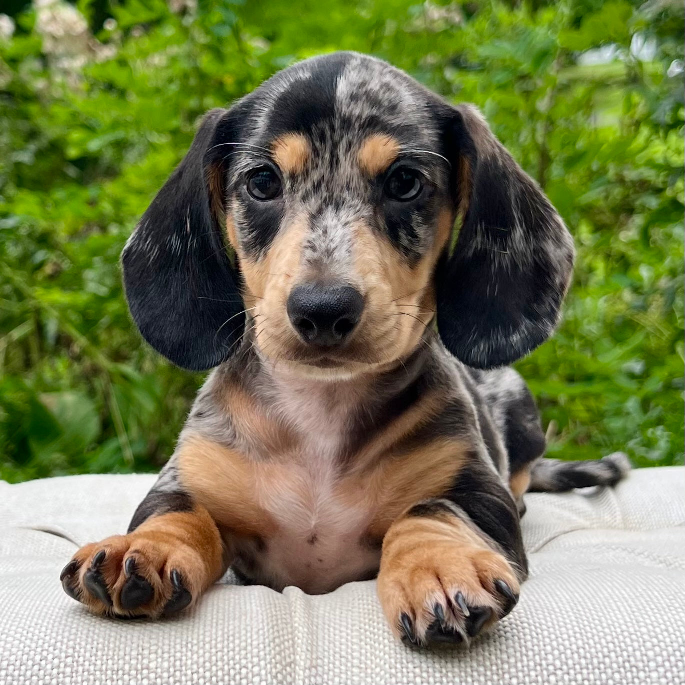 Cream Miniature Dachshund