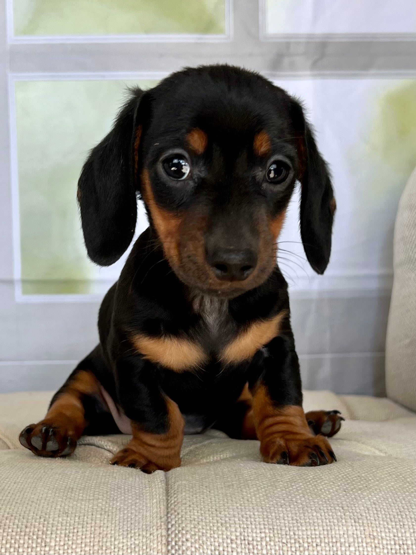 Miniature Wiener Dog Dachshund Shelter Near Me Tutu Miniature