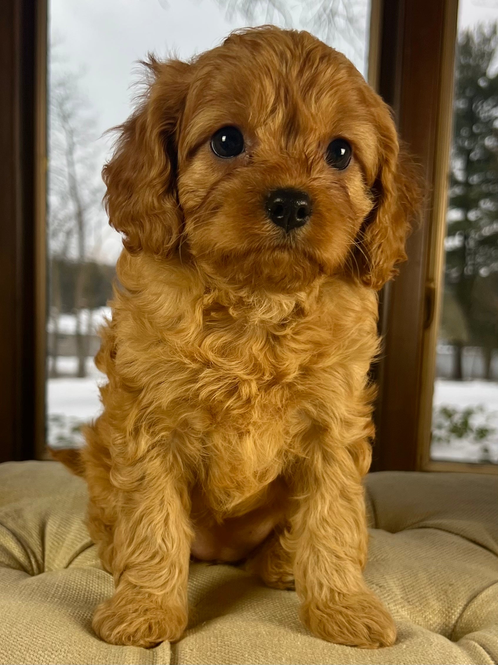 Cavapoo shop top