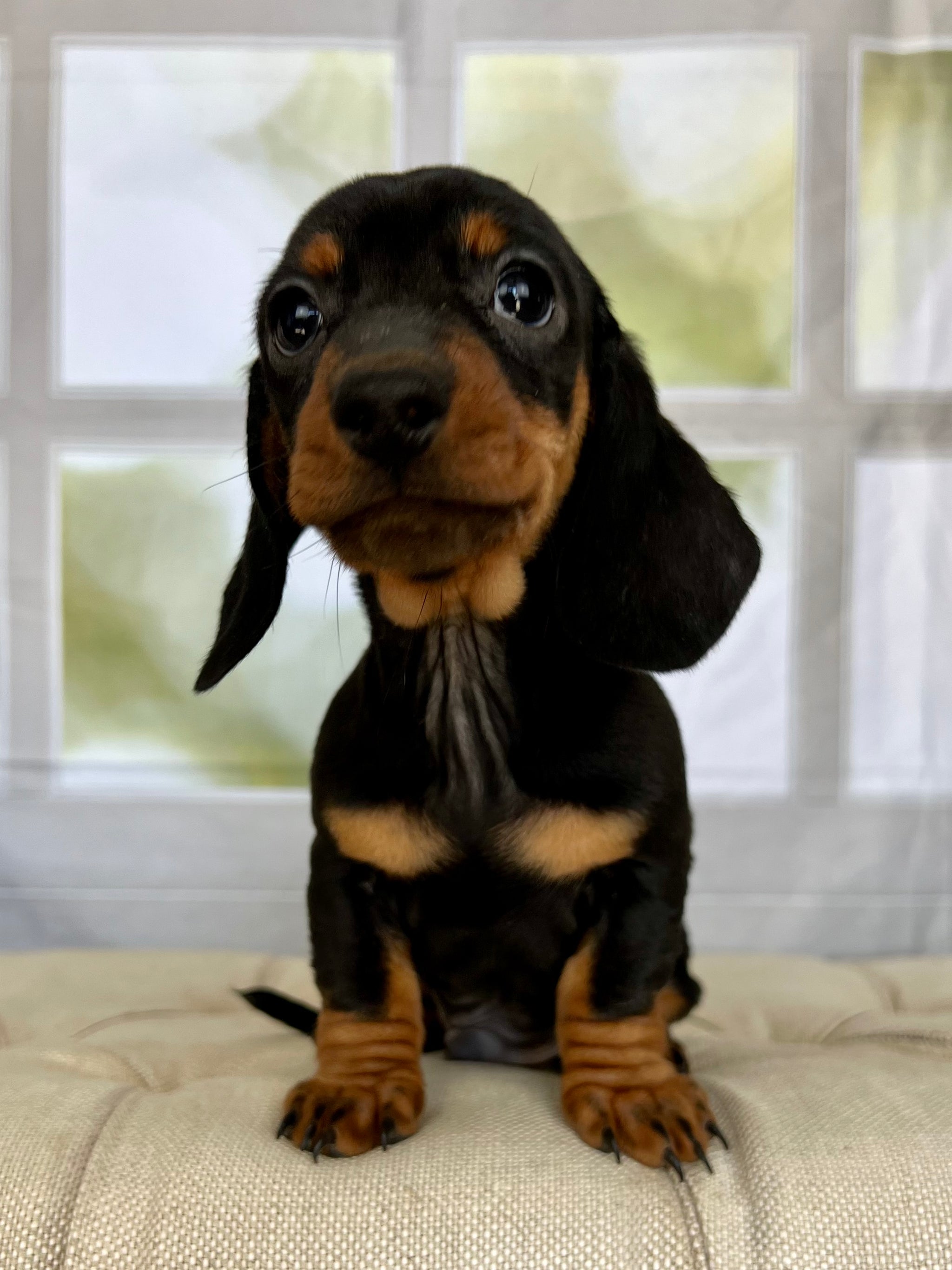 Toto Dachshund Puppy 💙 SOLD – Precious Pups USA