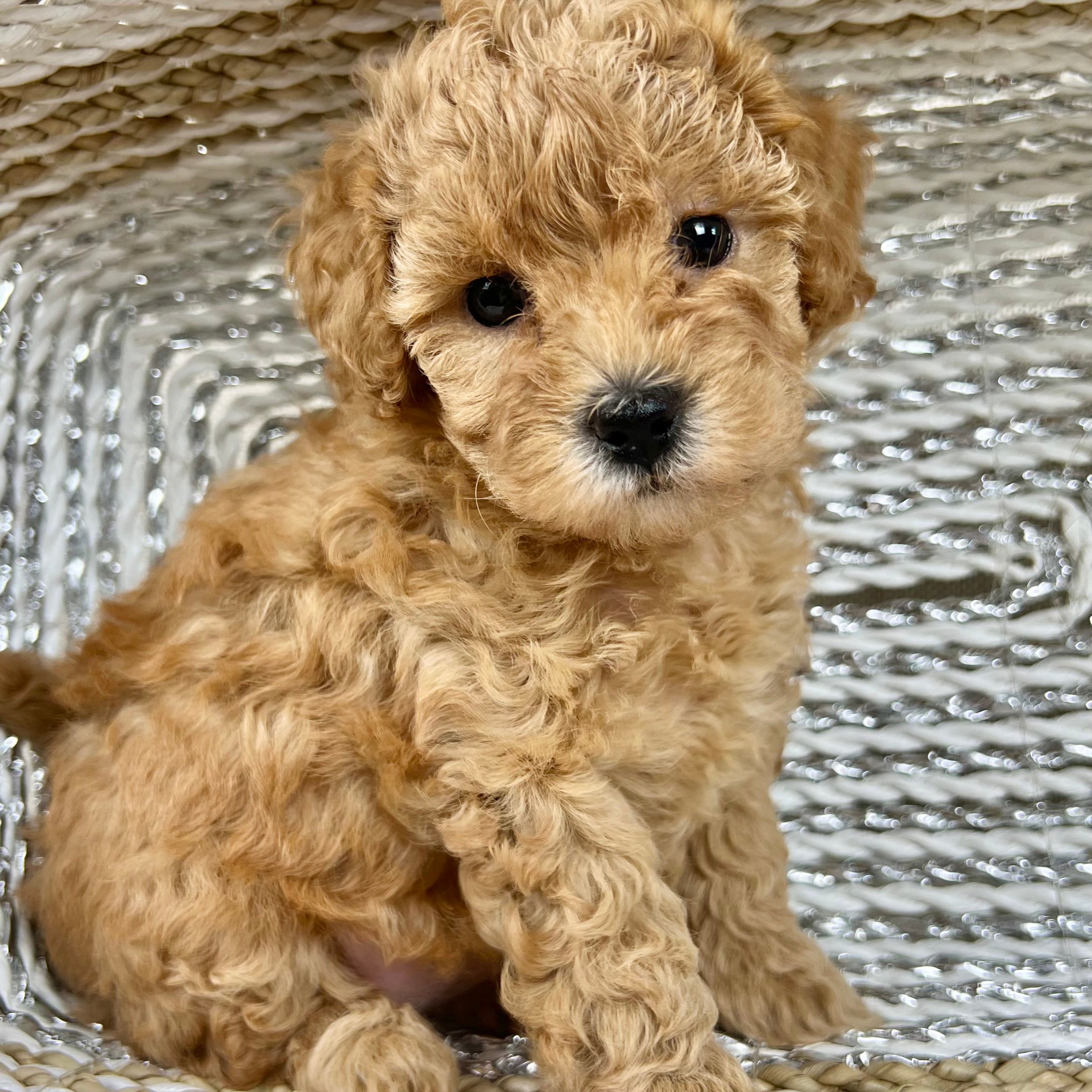 Latte Toy Poodle Puppy Sold