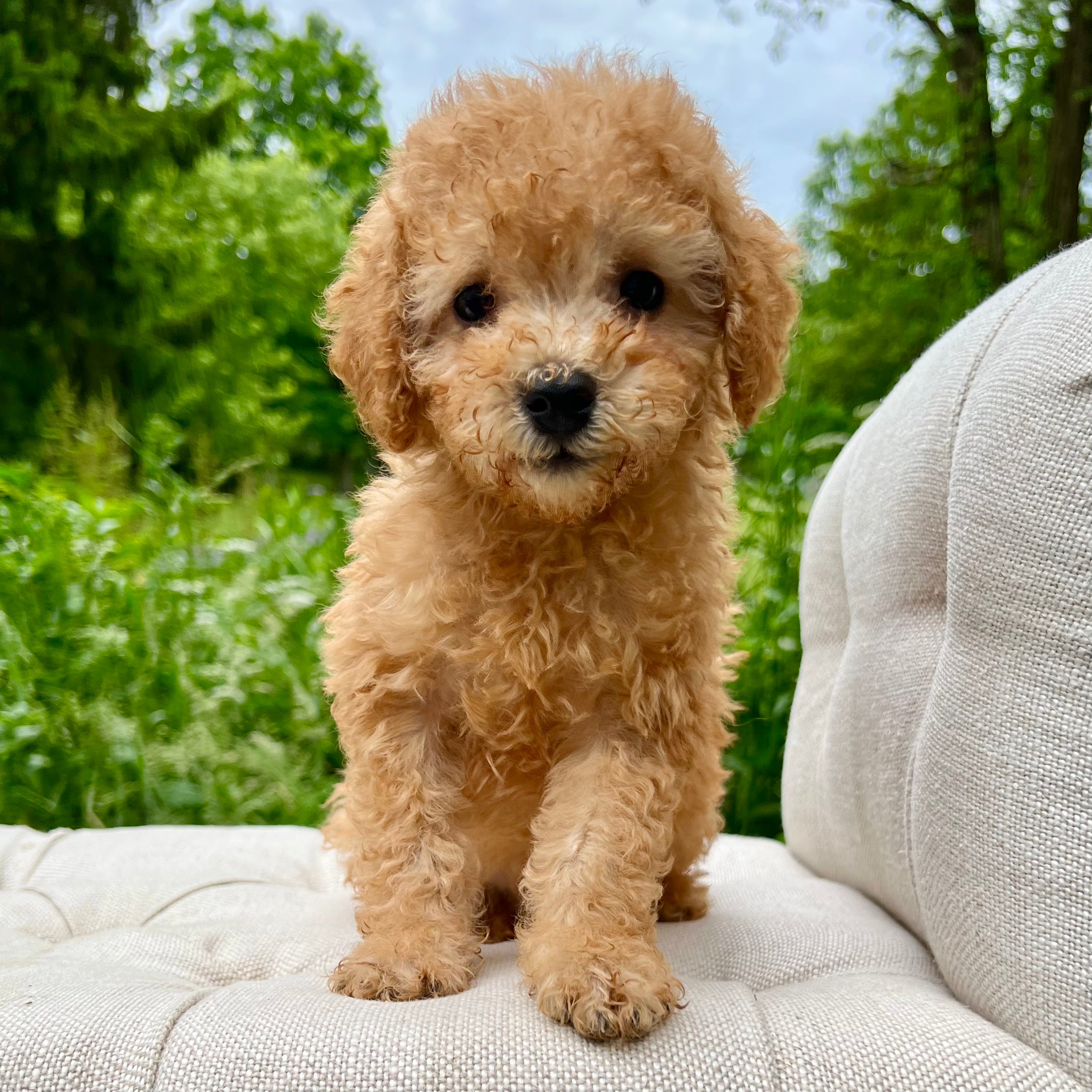 Boo Toy Poodle Puppy Sold Precious
