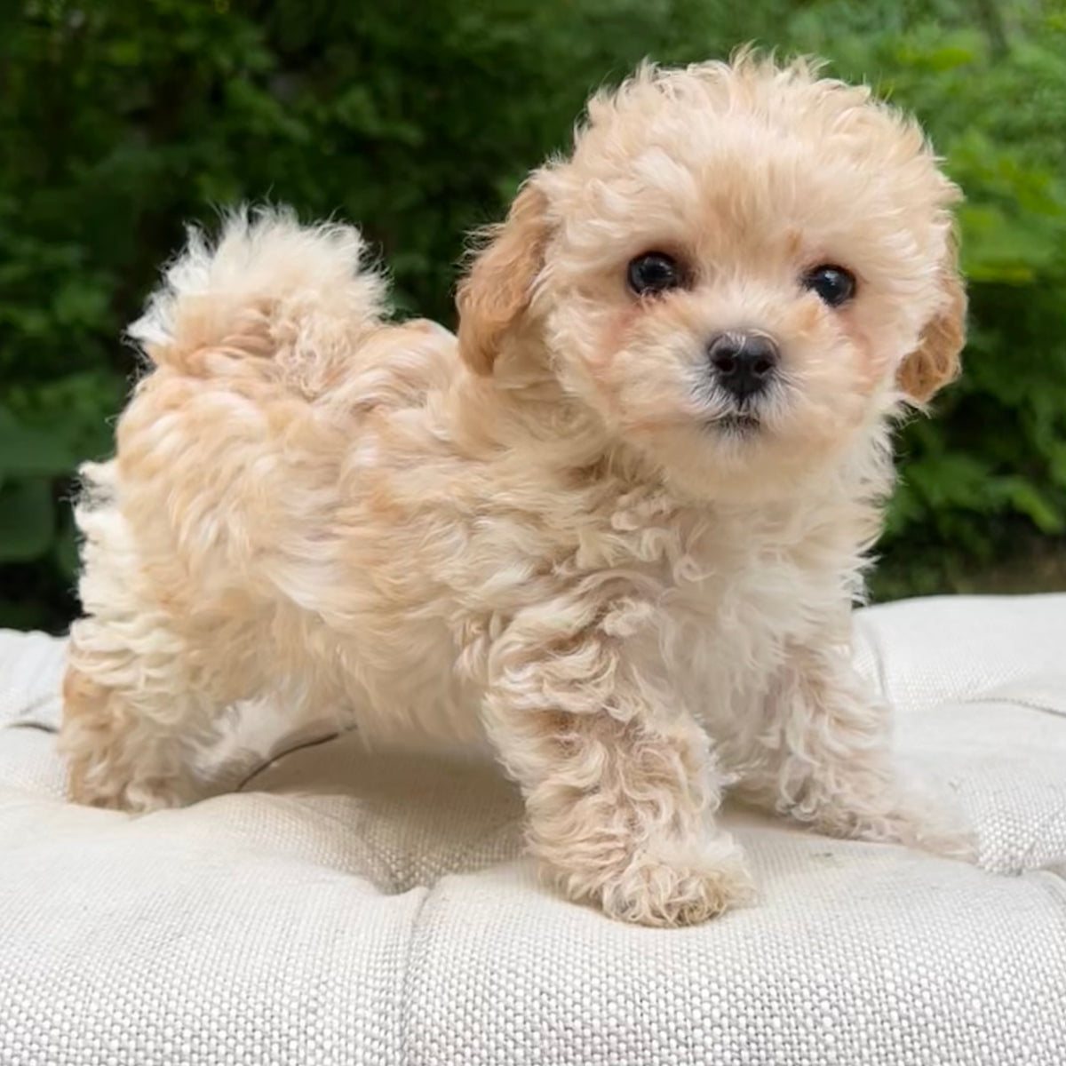 Mimi Poochon Puppy 💗 SOLD – Precious Pups USA