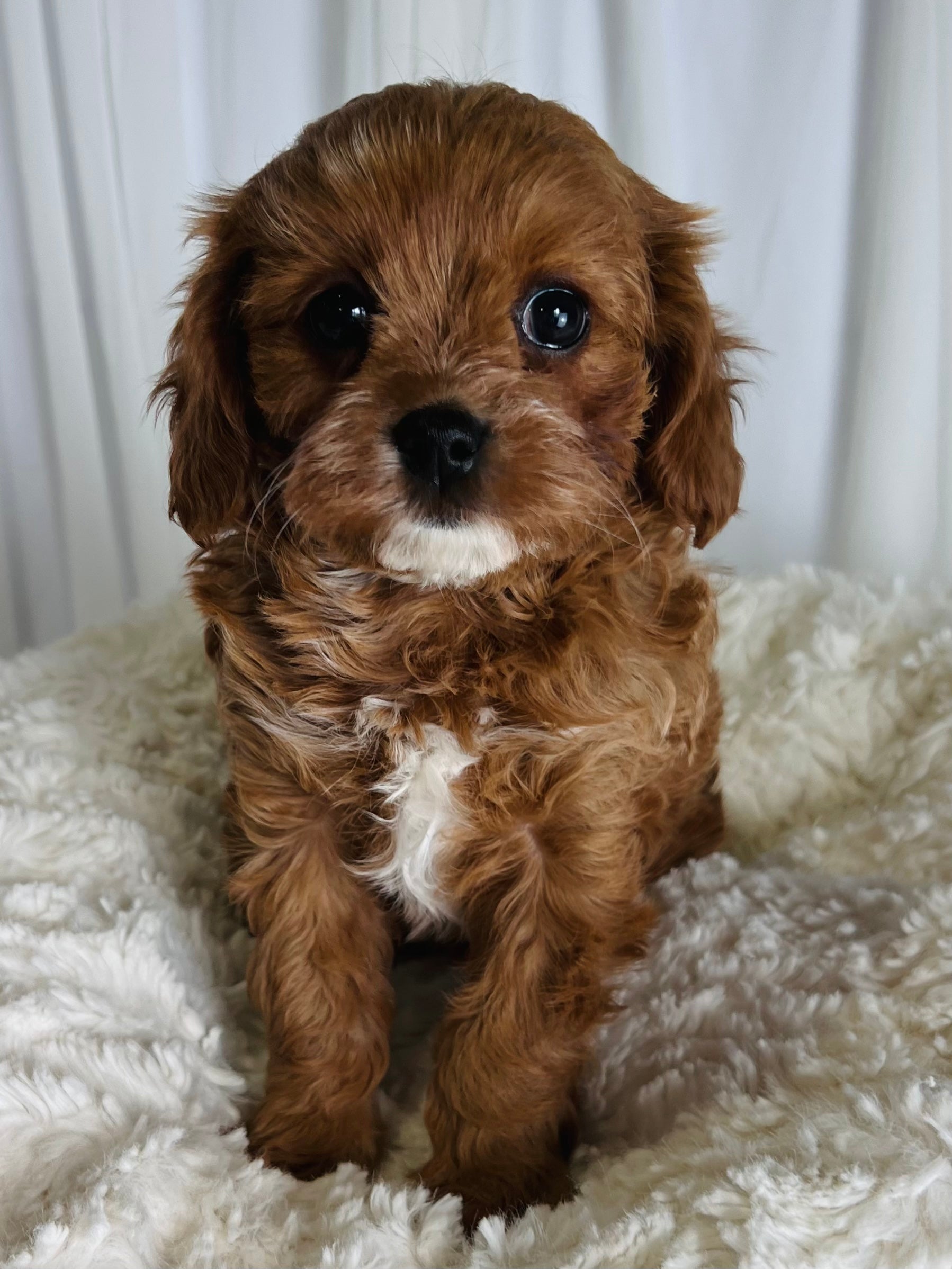 Ella Cavapoo Puppy 💗 SOLD – Precious Pups USA