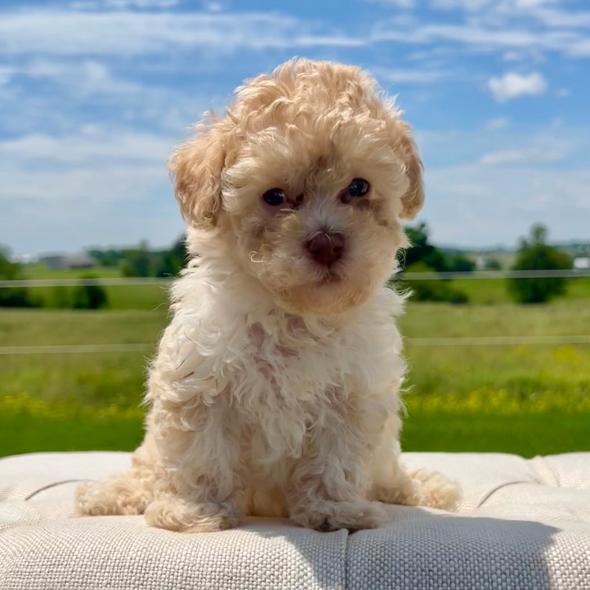 Where to fashion a cinnamon micro poodle