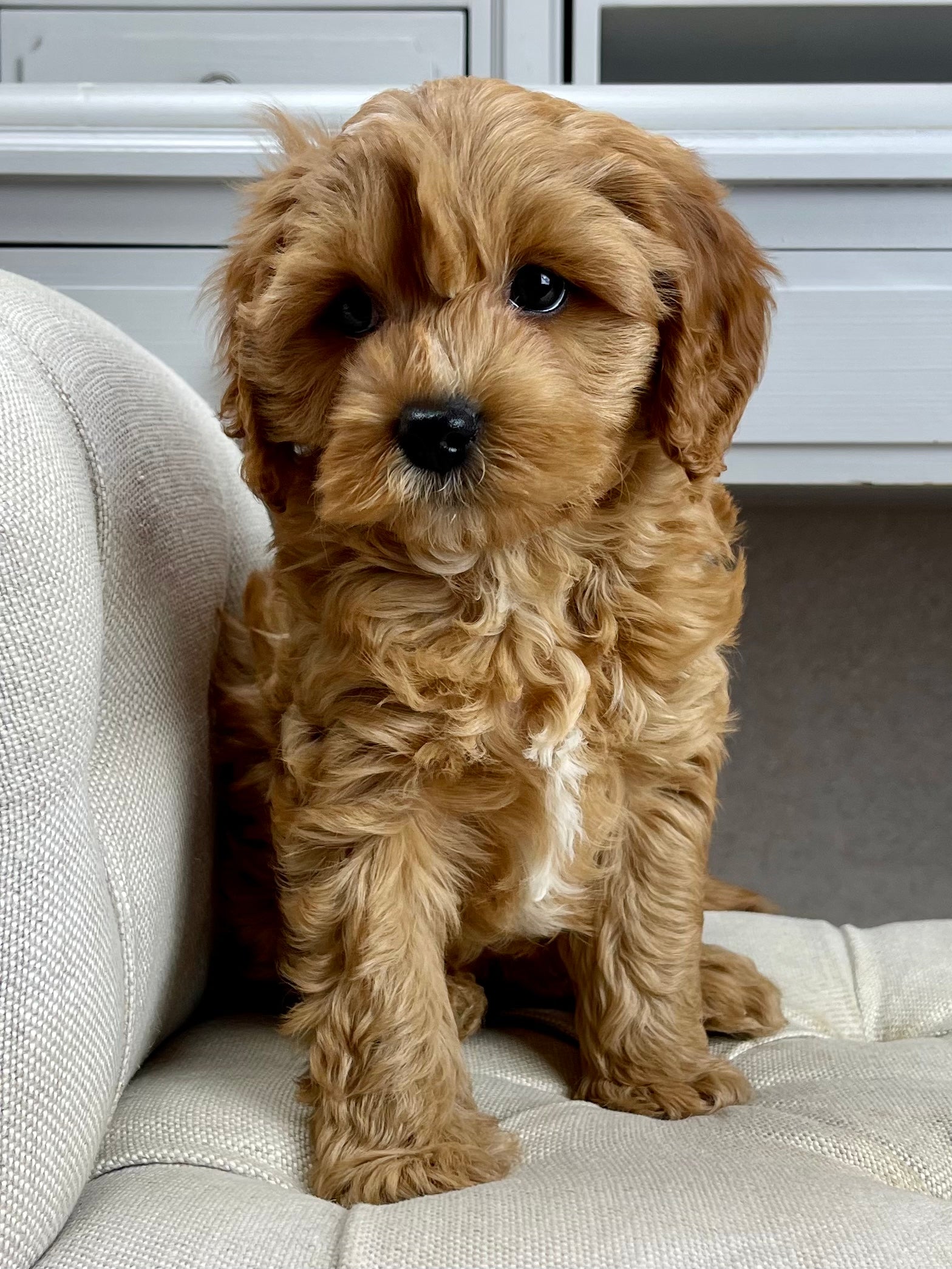 Bailey Cavapoo Puppy π SOLD β Precious Pups USA