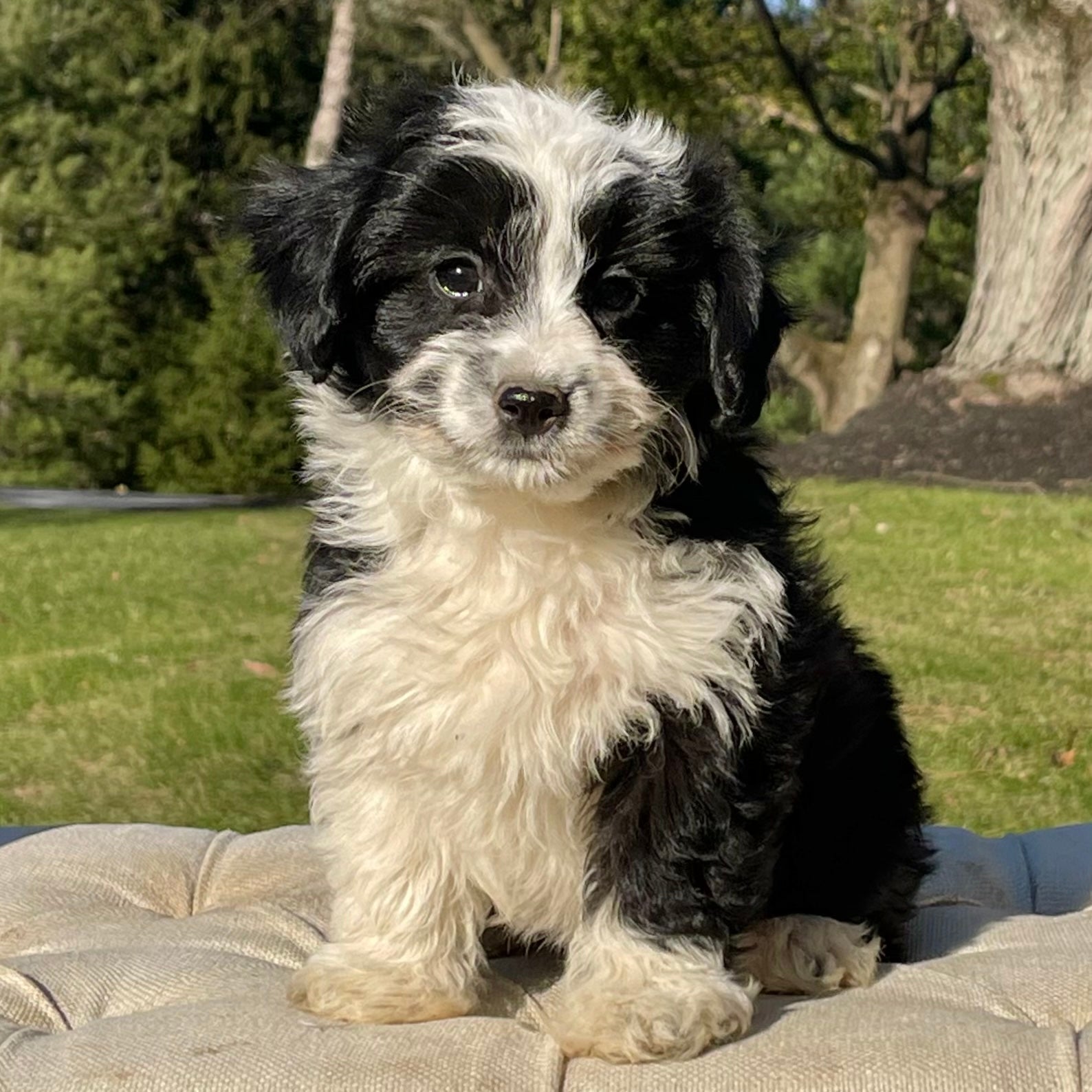 Collie Sheltidoodle Puppies Collie Poodle Mix Borderpoo Puppies