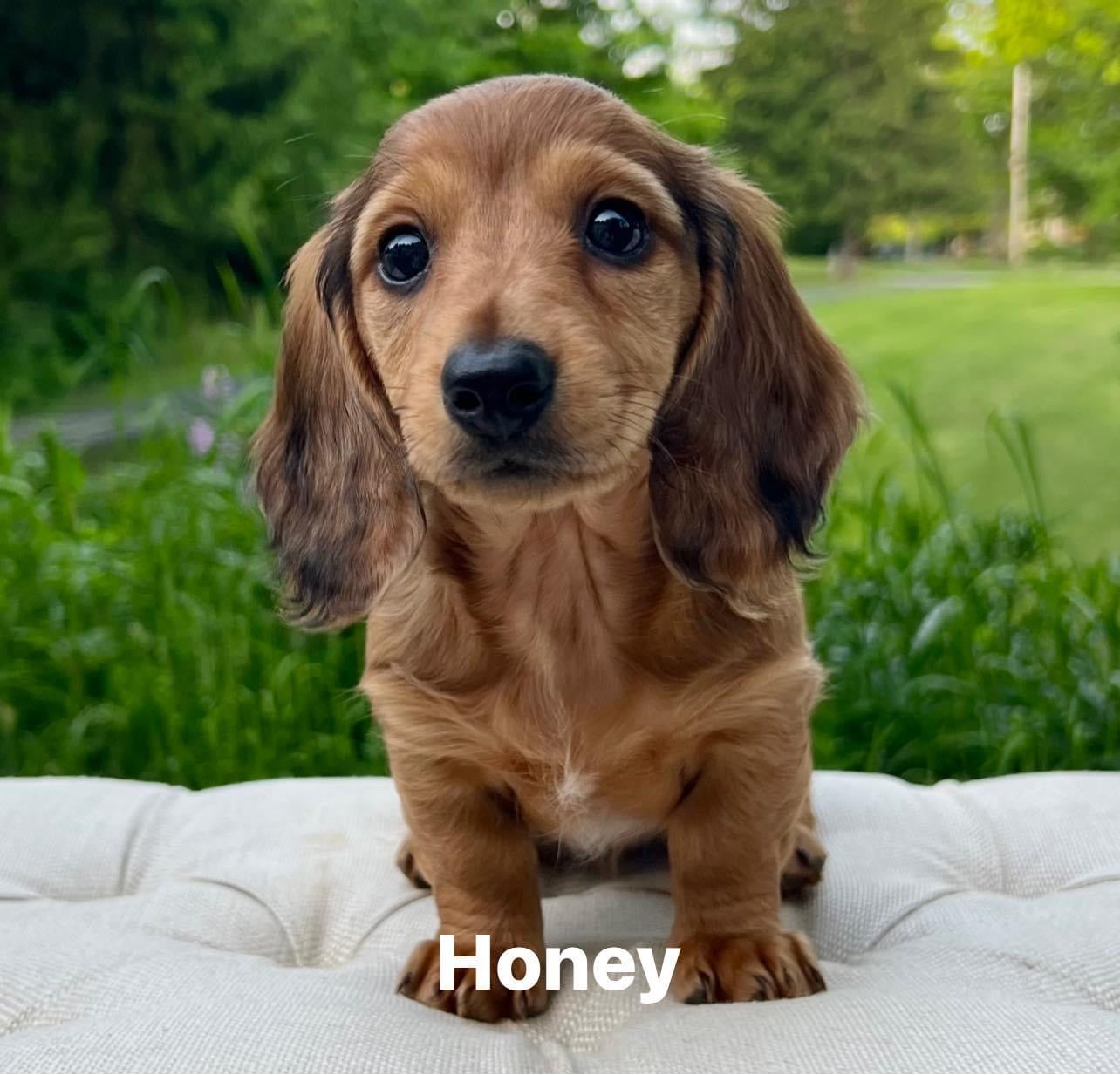 Long Haired Miniature Dachshund