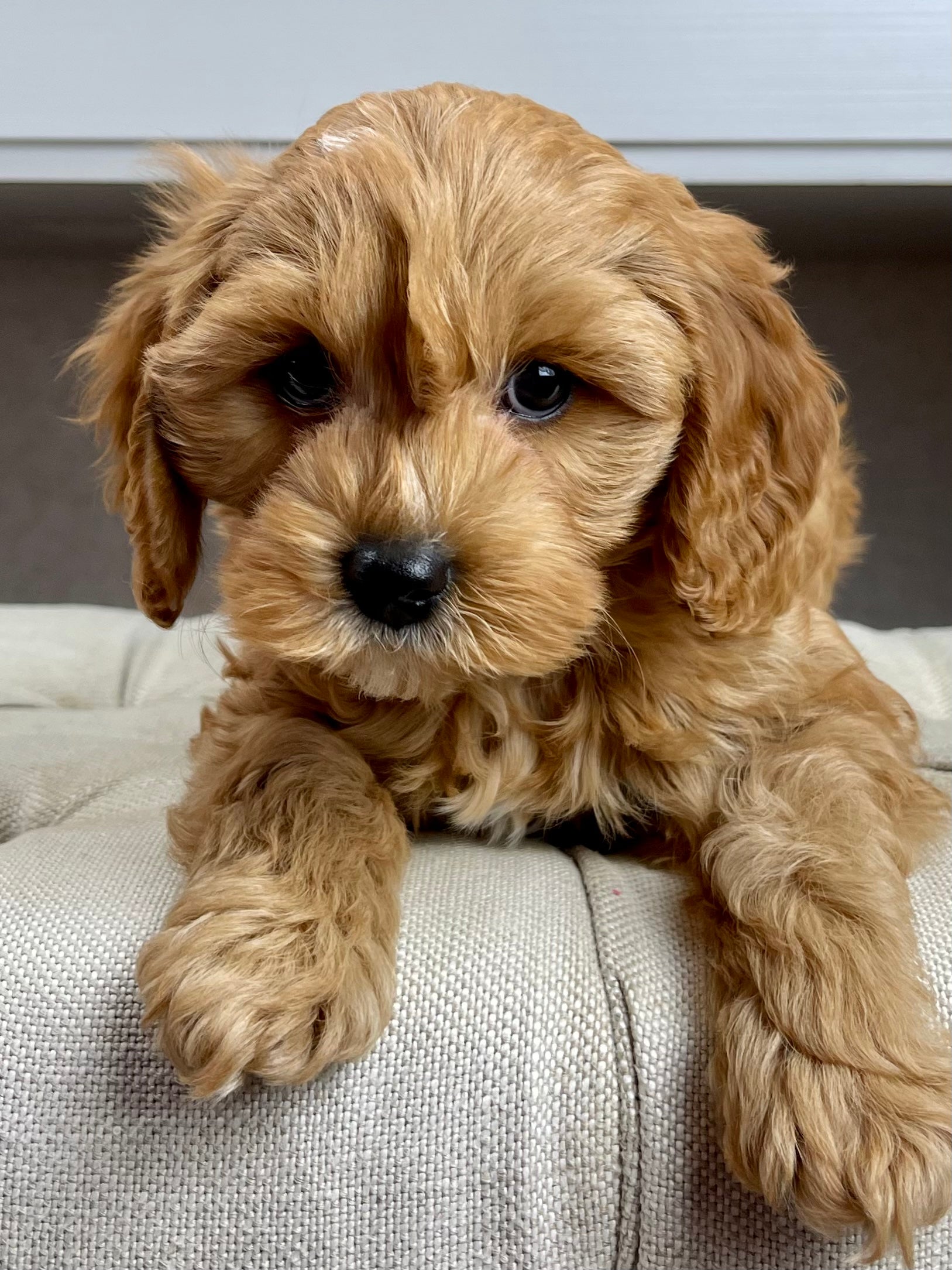Bailey Cavapoo Puppy π SOLD β Precious Pups USA