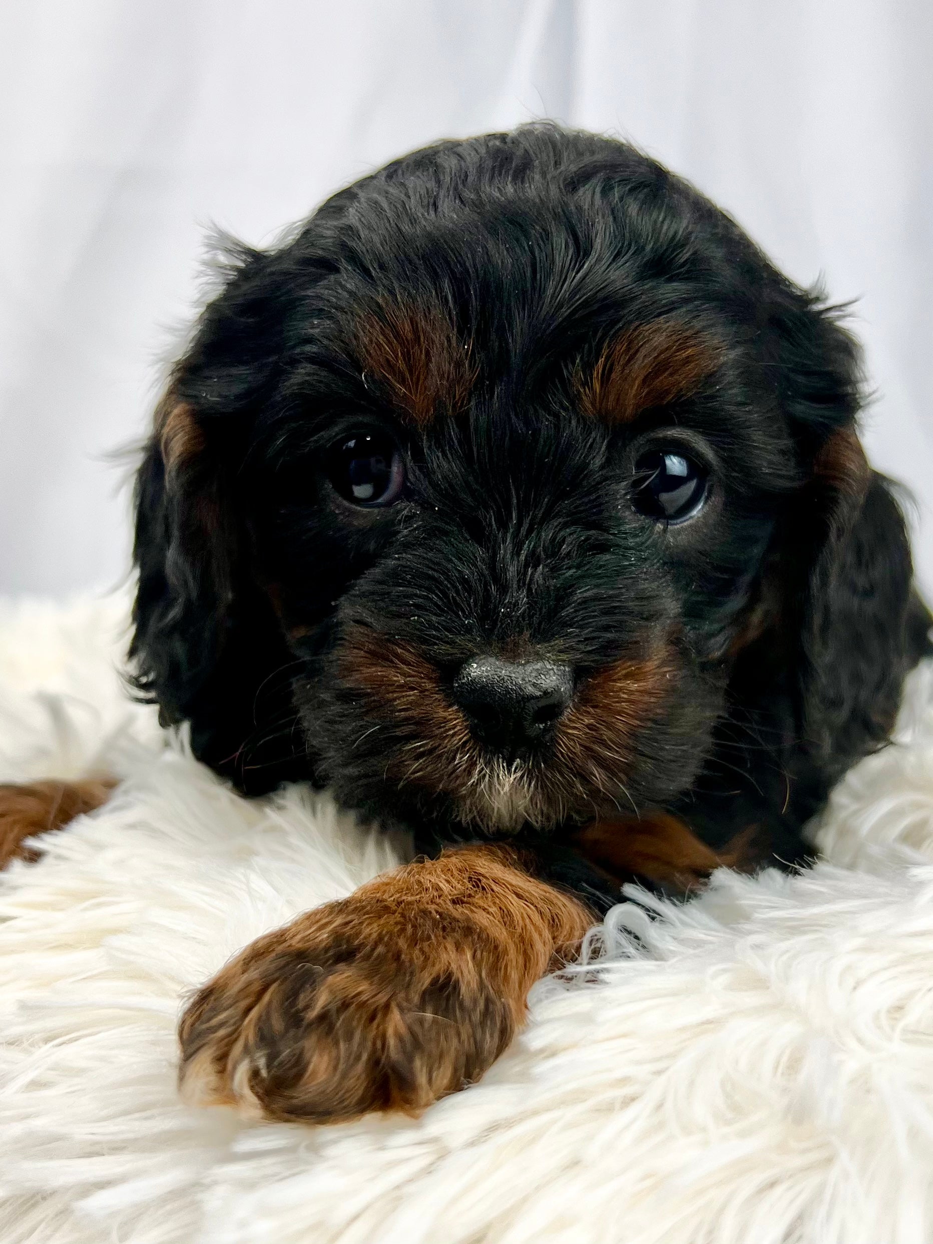 Cavapoo Dark Black Cavapoo Puppies