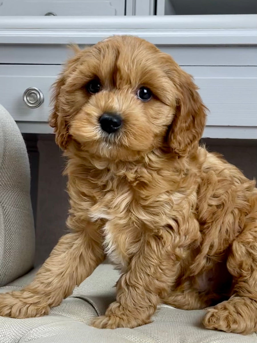 Bailey Cavapoo Puppy π SOLD β Precious Pups USA