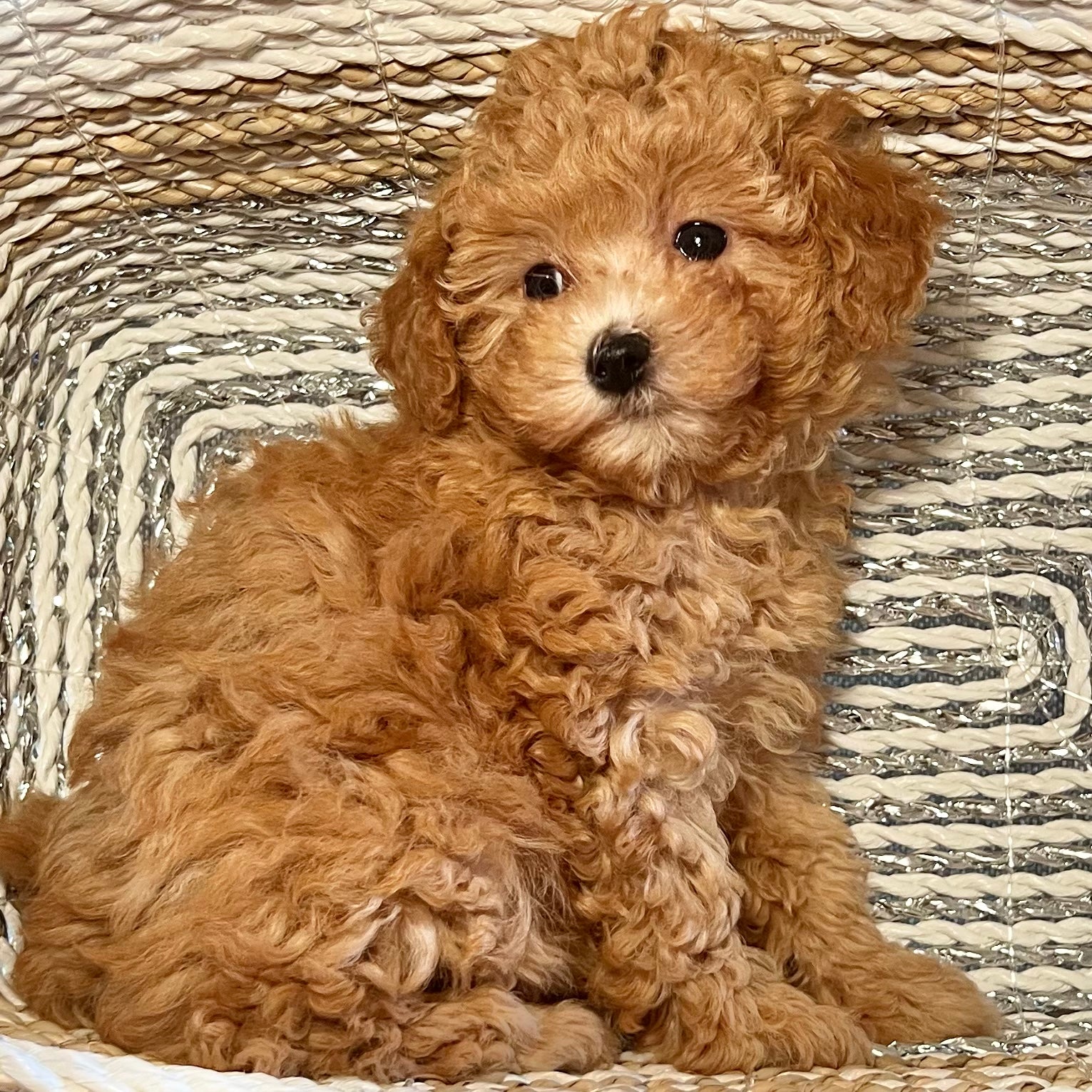 Americano Toy Poodle Puppy Sold