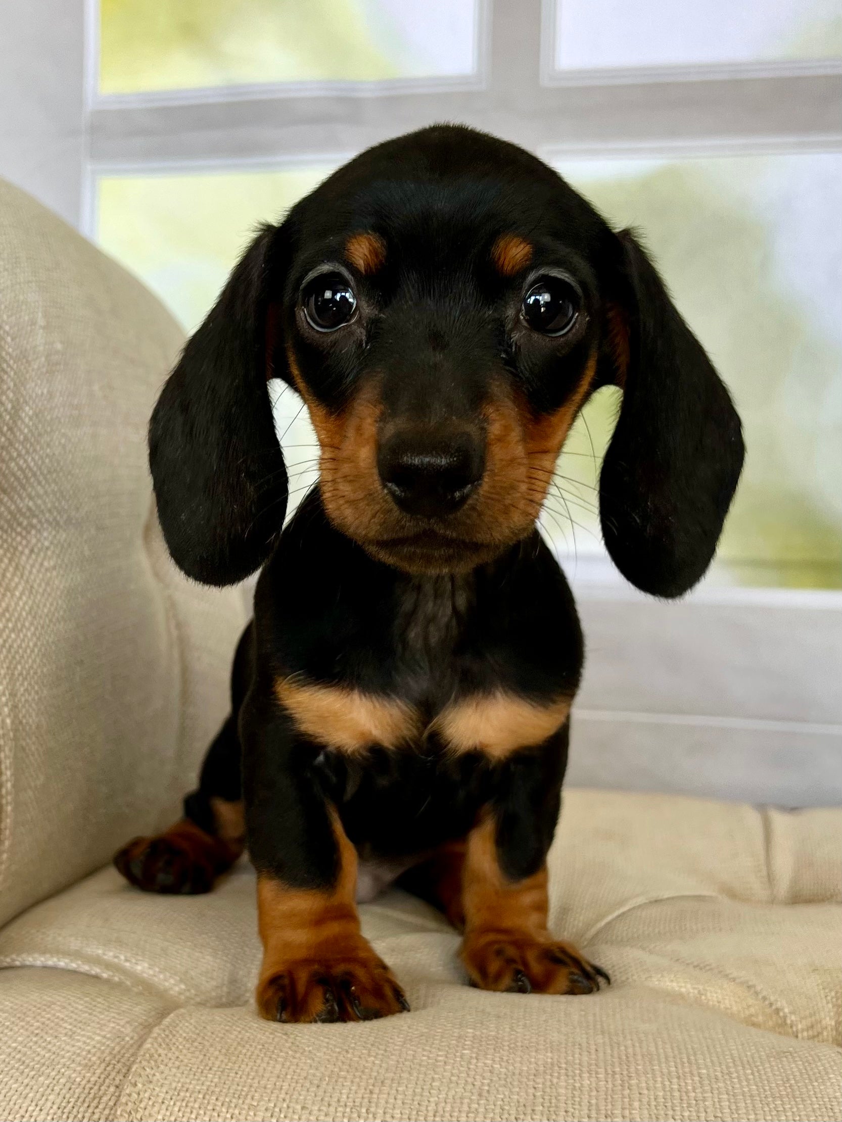 Long Haired Miniature Dachshund