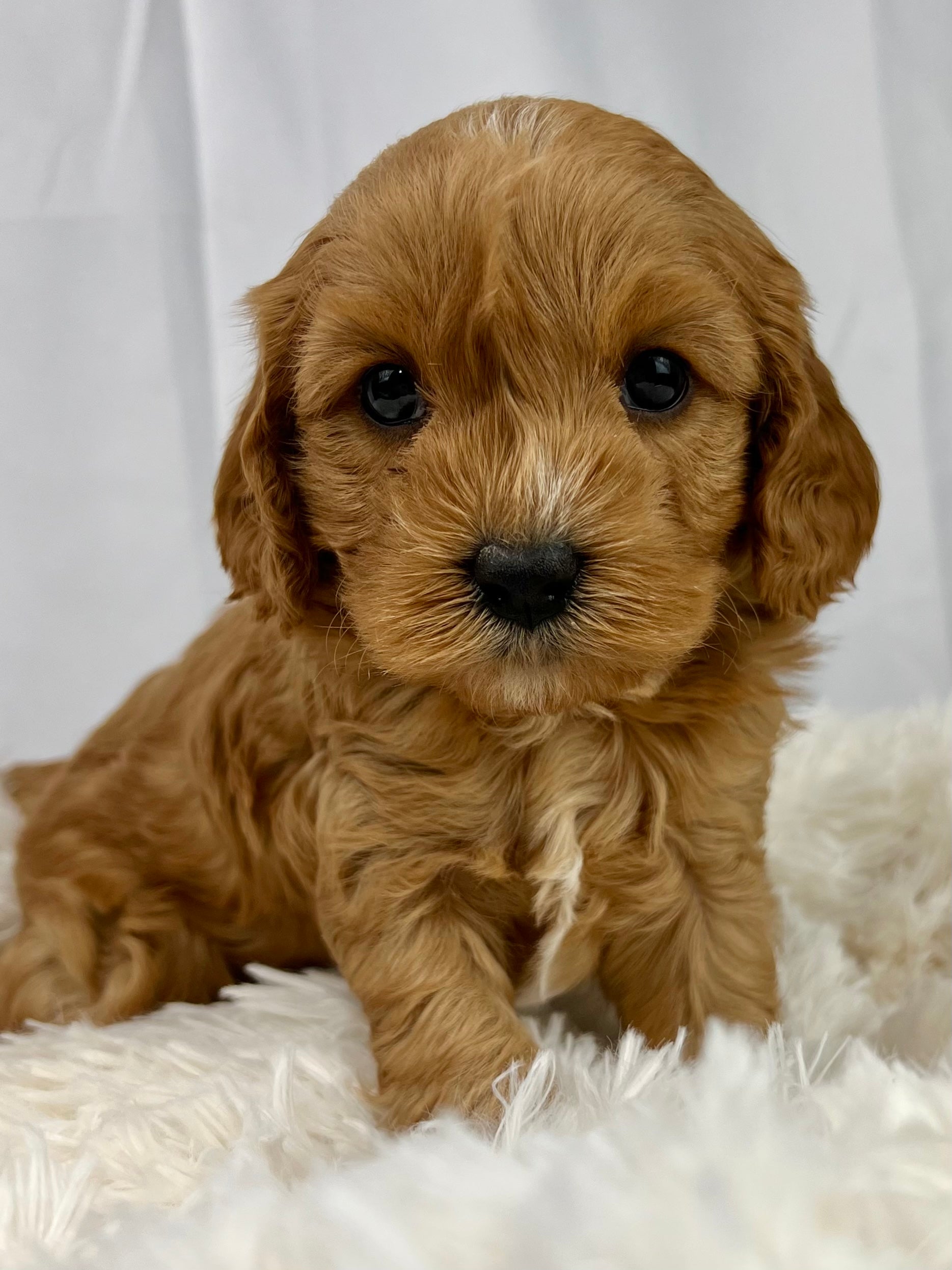 Bailey Cavapoo Puppy π SOLD β Precious Pups USA