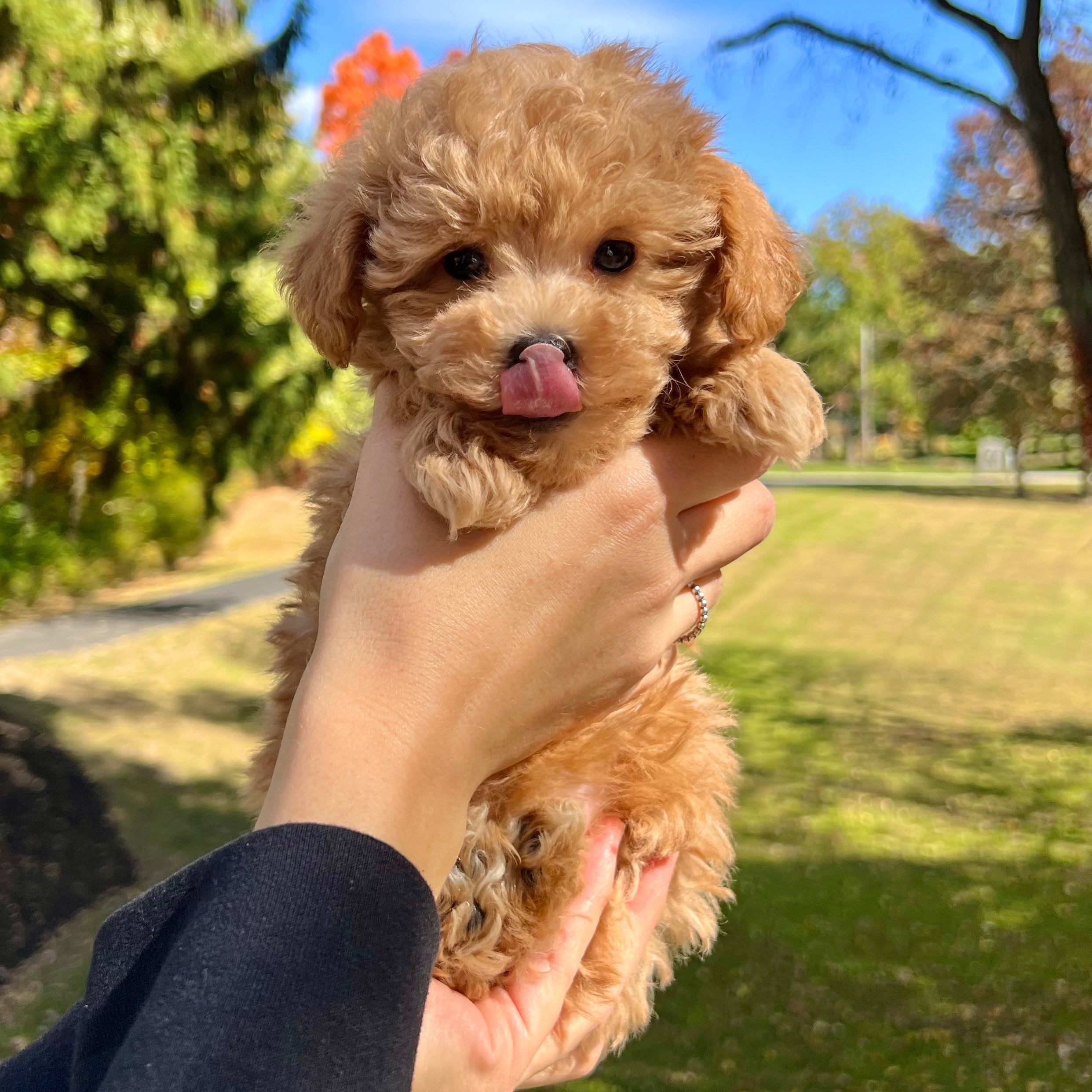 Dog Breeders Registered Toy Poodle Breeders Toy Poodle Puppies For
