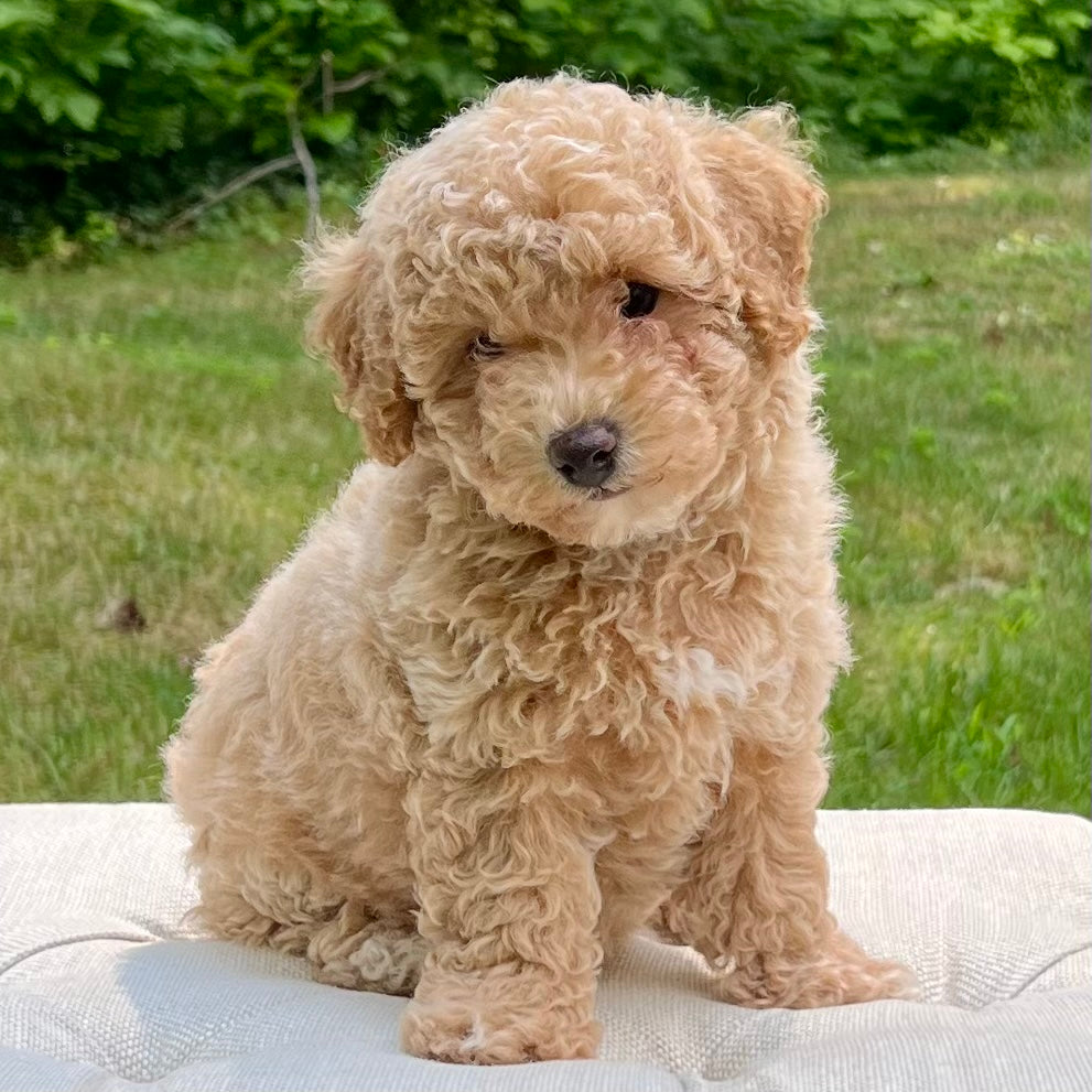 Apricot Poochon Adult Apricot Poochon Full Grown Toy Poochon Full