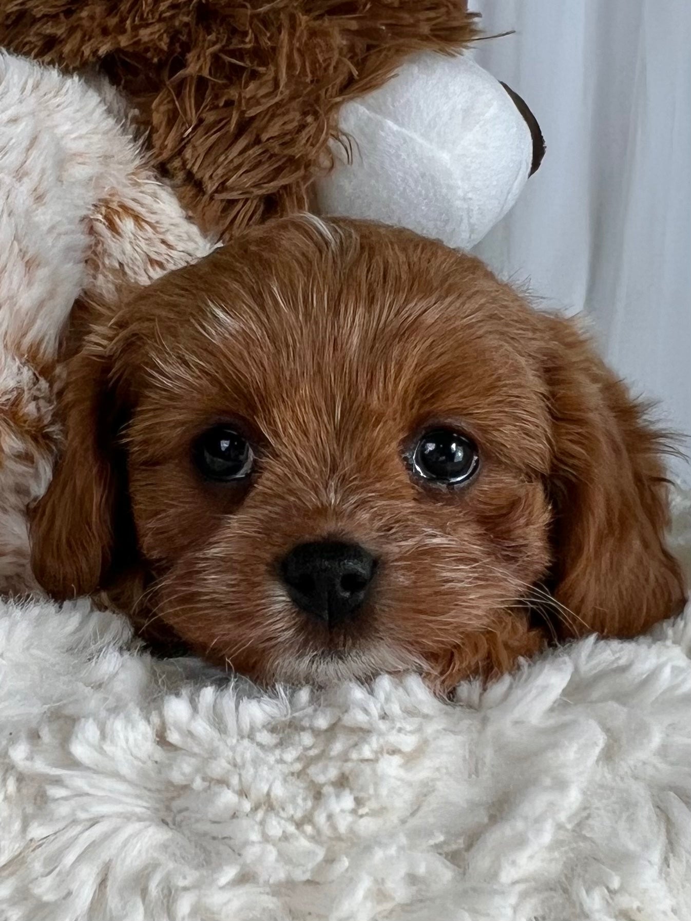 Ella Cavapoo Puppy 💗 SOLD – Precious Pups USA
