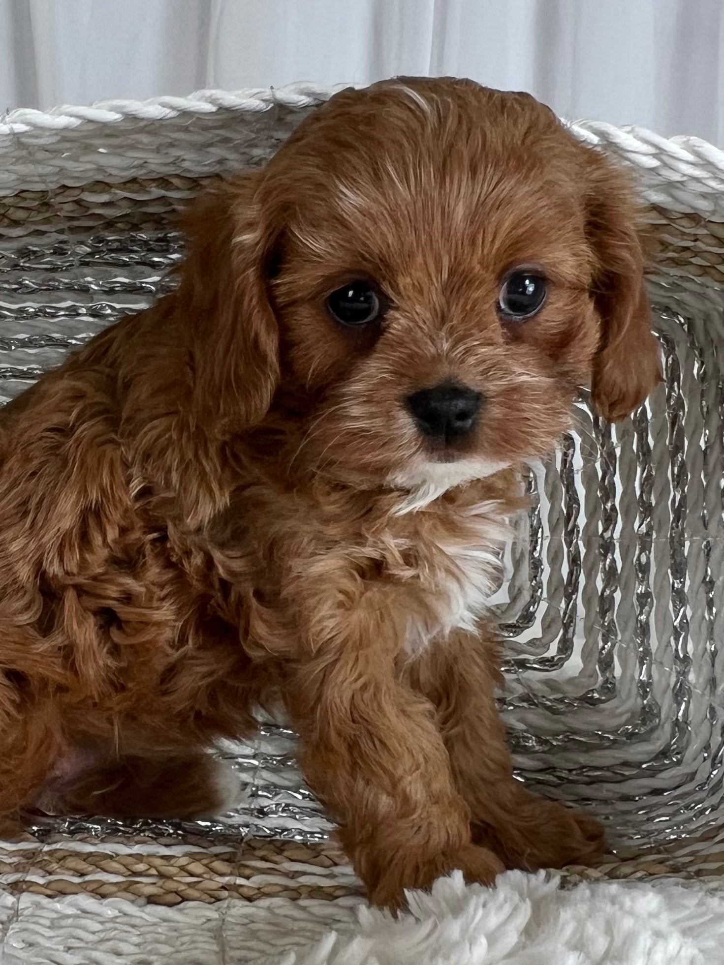 Ella Cavapoo Puppy 💗 SOLD – Precious Pups USA
