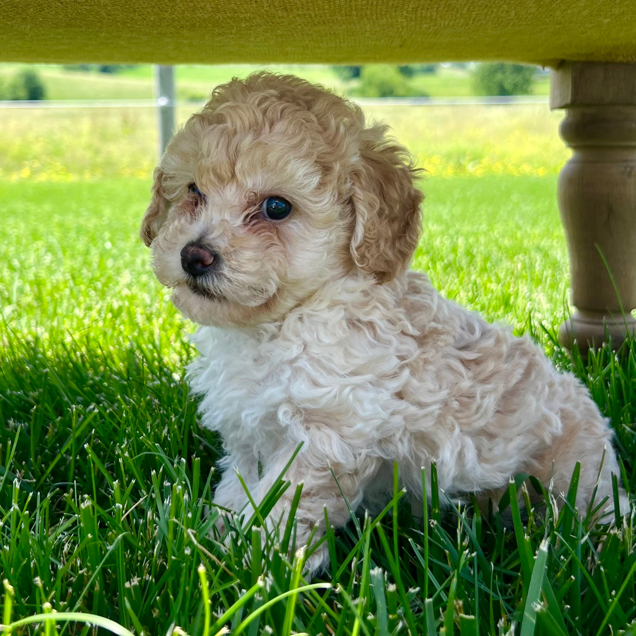 Cookie Toy Poodle Puppy Sold