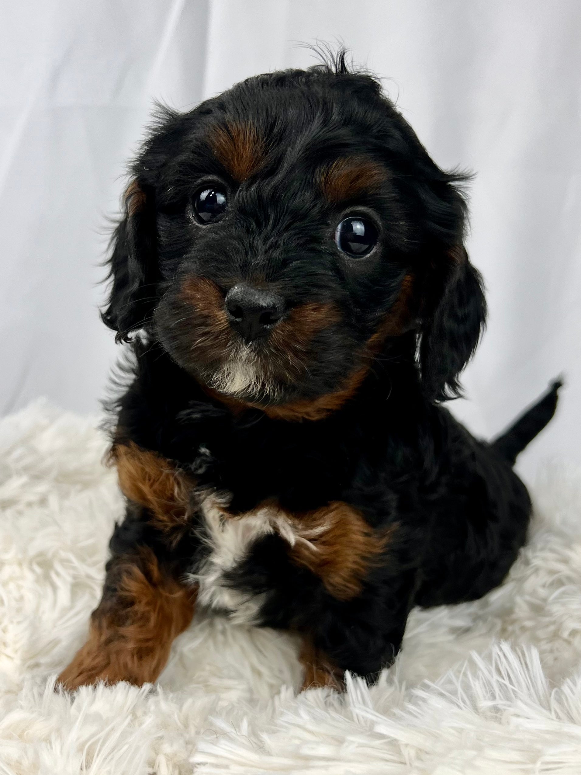 Black Cavapoo Puppies black-cavapoo-puppies