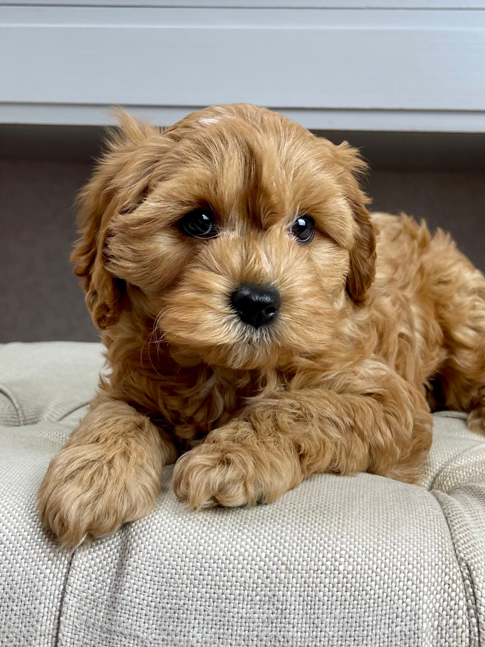 Bailey Cavapoo Puppy π SOLD β Precious Pups USA