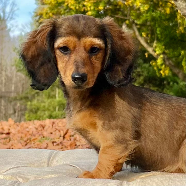 Willow Dachshund Puppy 💗 SOLD – Precious Pups USA