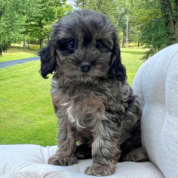 Cavapoo blue clearance merle