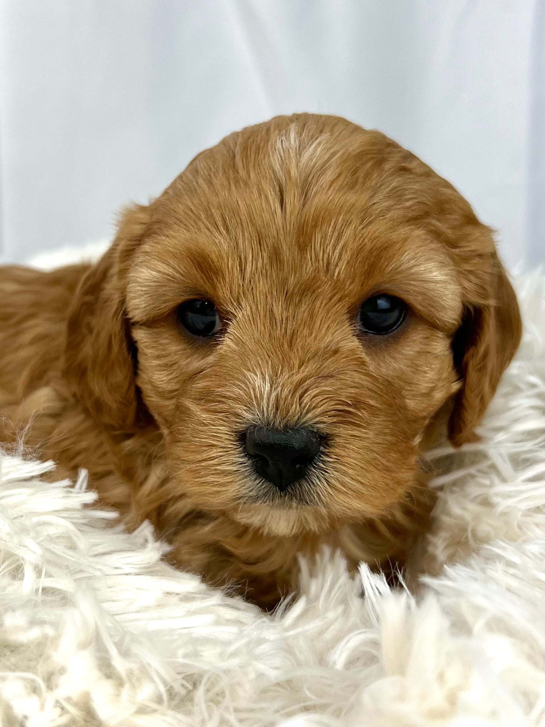 Bailey Cavapoo Puppy π SOLD β Precious Pups USA