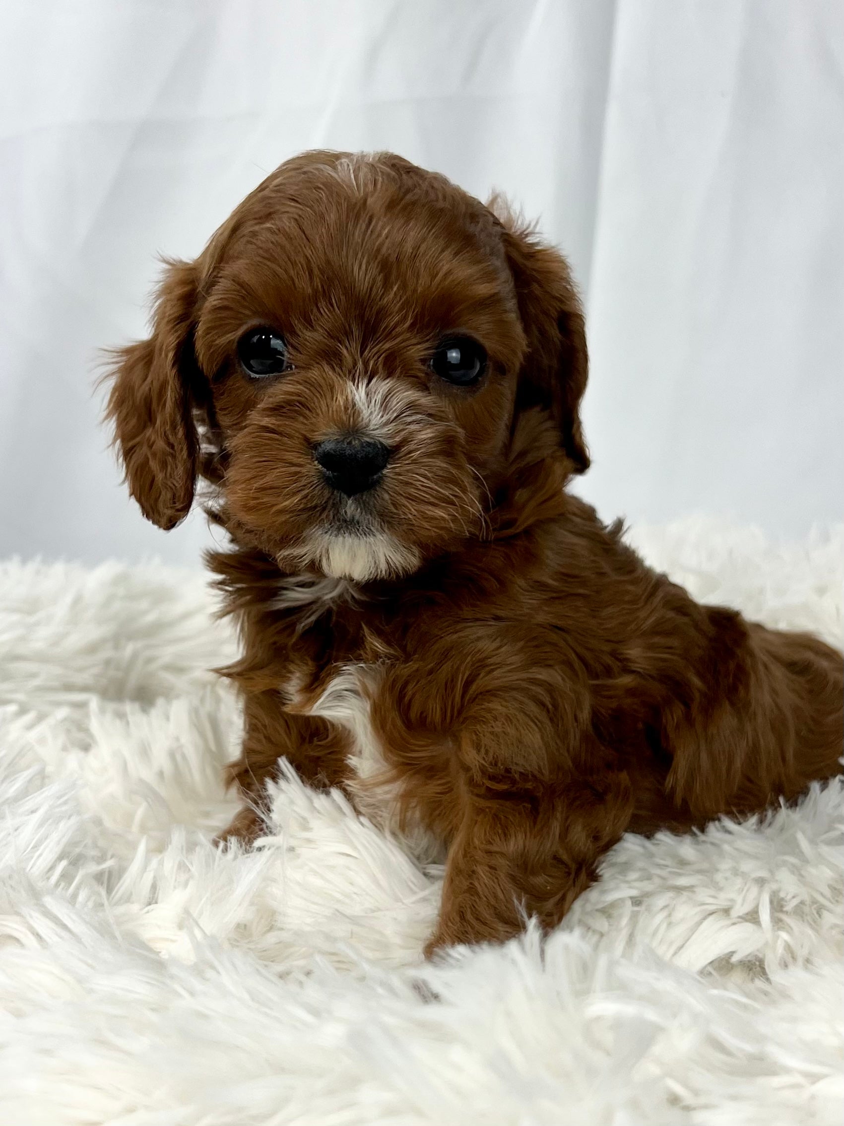 Chocolate Cavapoo
