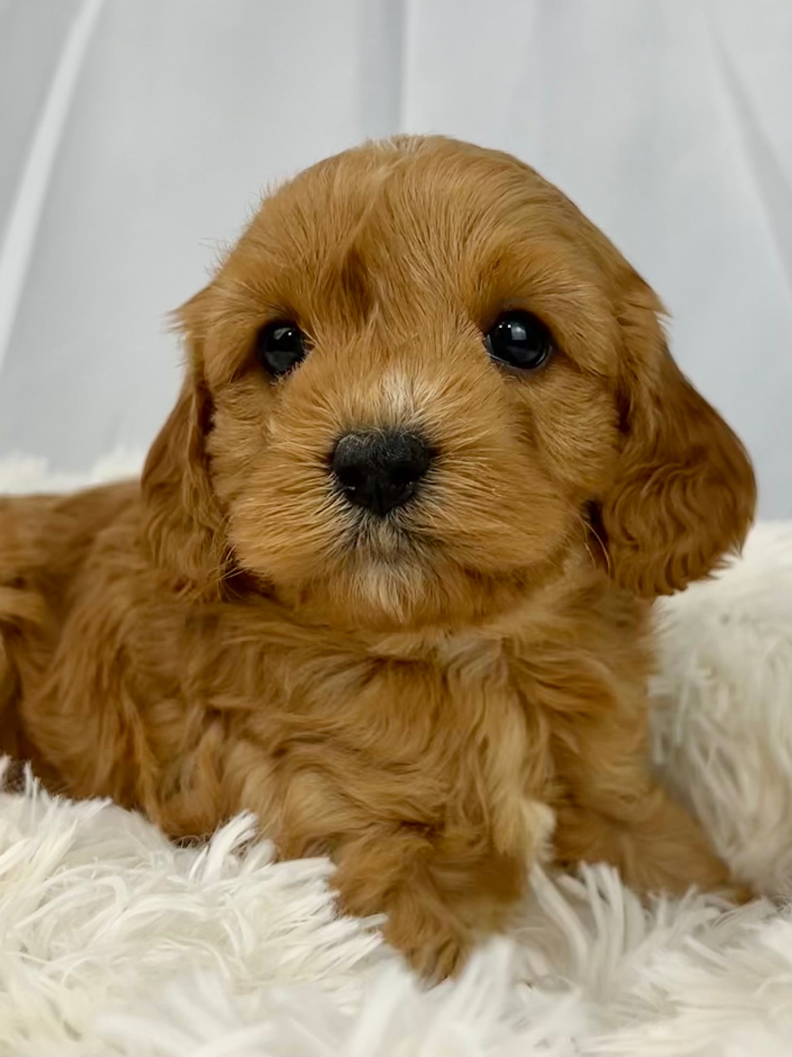 Bailey Cavapoo Puppy π SOLD β Precious Pups USA