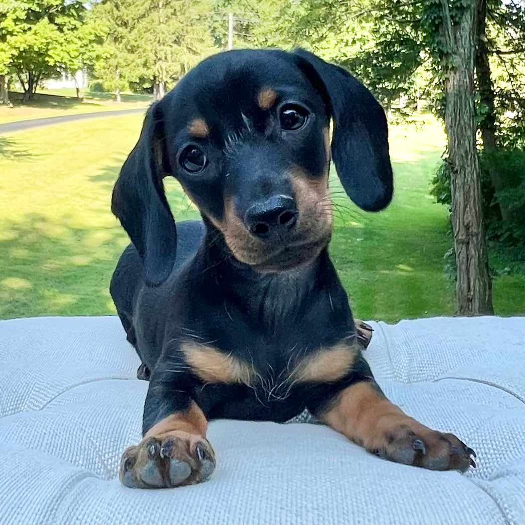 Chihuahua Beagle Dachshund Black And White Beagle Mix