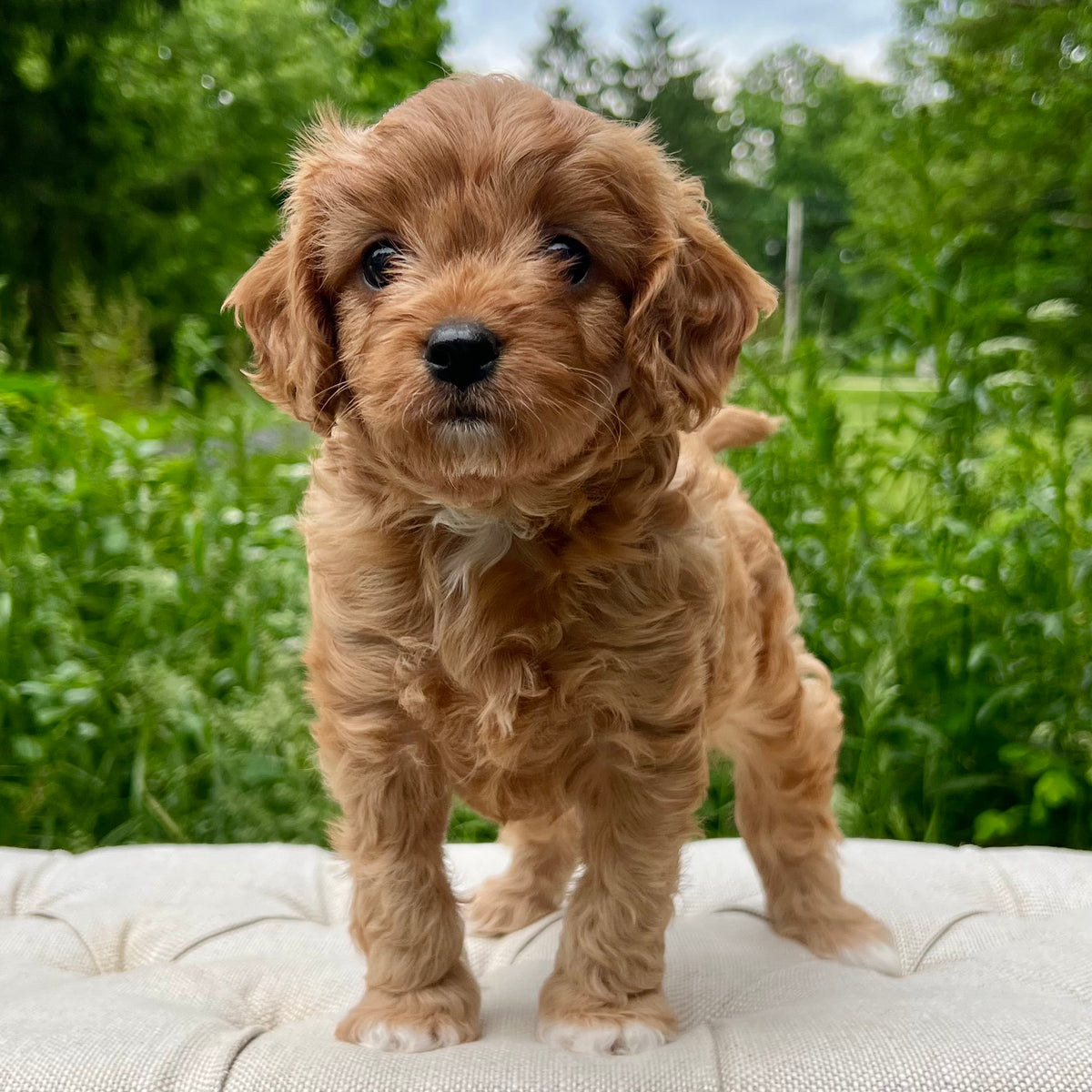 Moose Cavapoo Puppy 💙 SOLD – Precious Pups USA