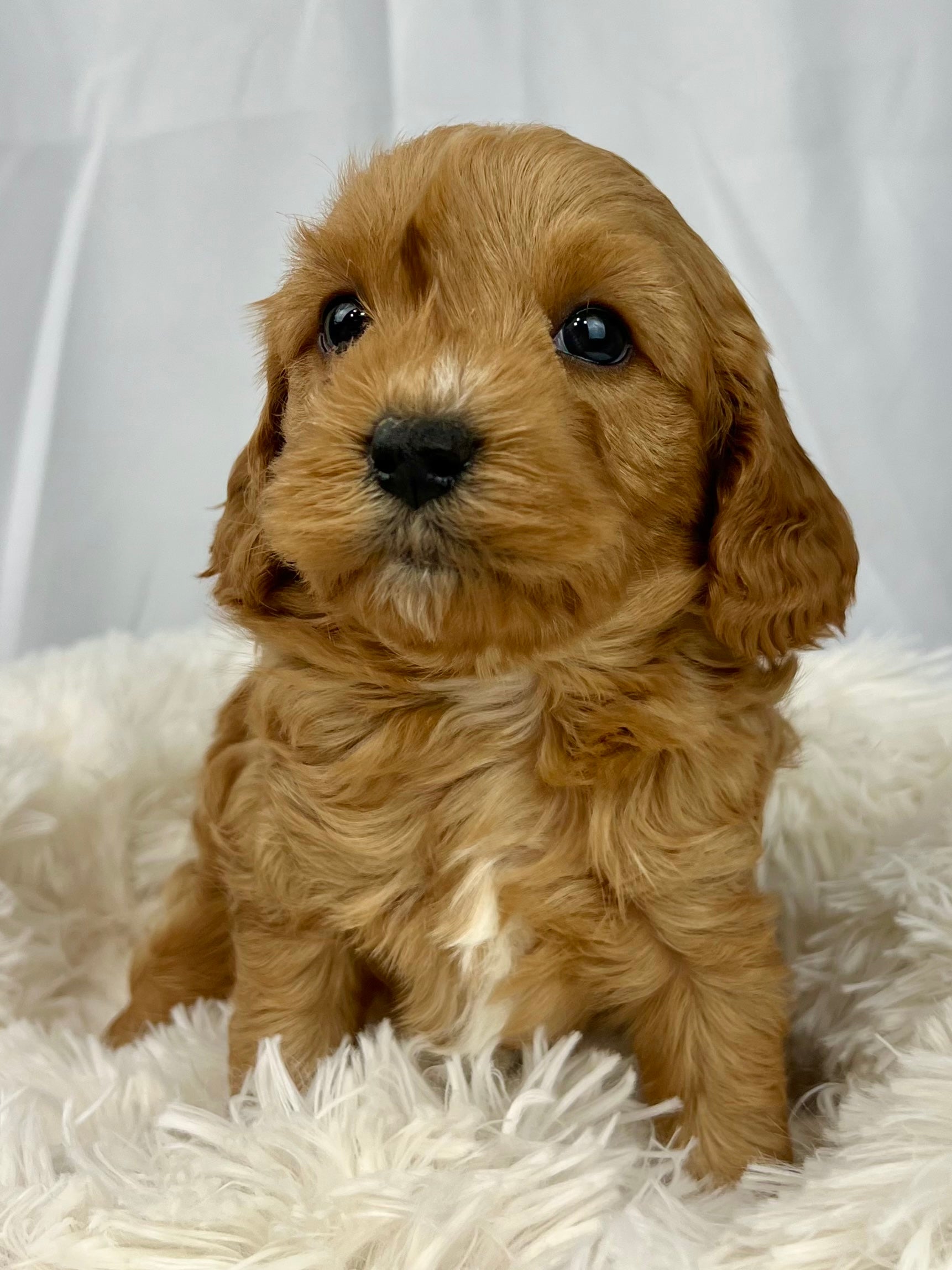 Bailey Cavapoo Puppy π SOLD β Precious Pups USA