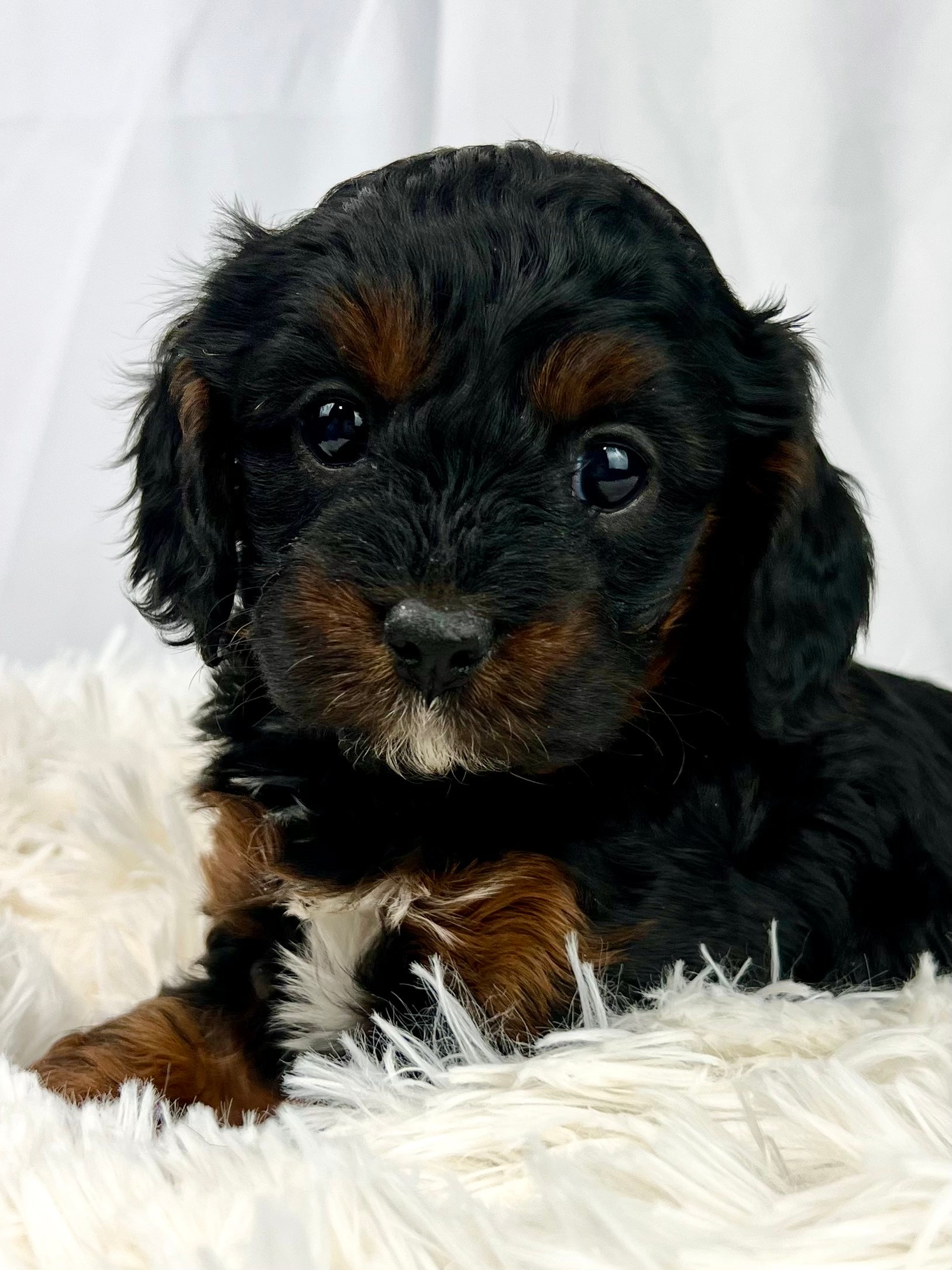White Cavapoo Puppies