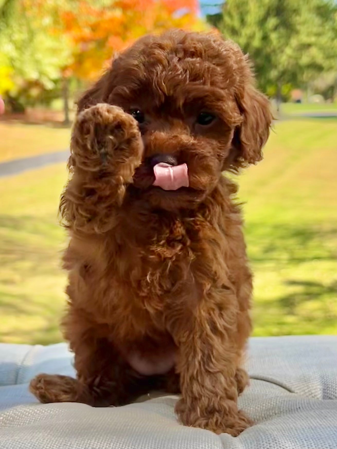 Candy Toy Poodle Puppy Sold