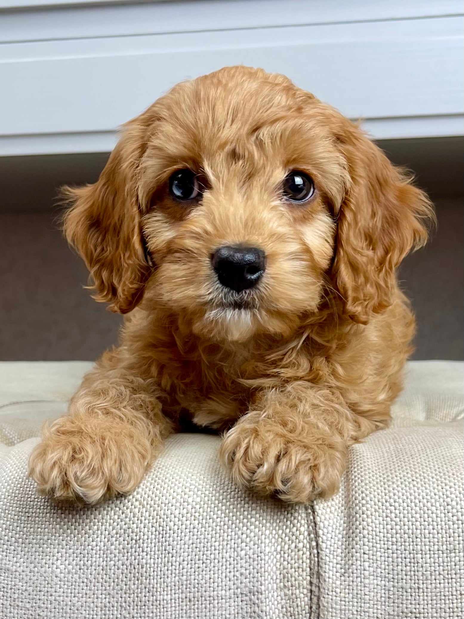 Hope Cavapoo Puppy 💗 SOLD – Precious Pups USA