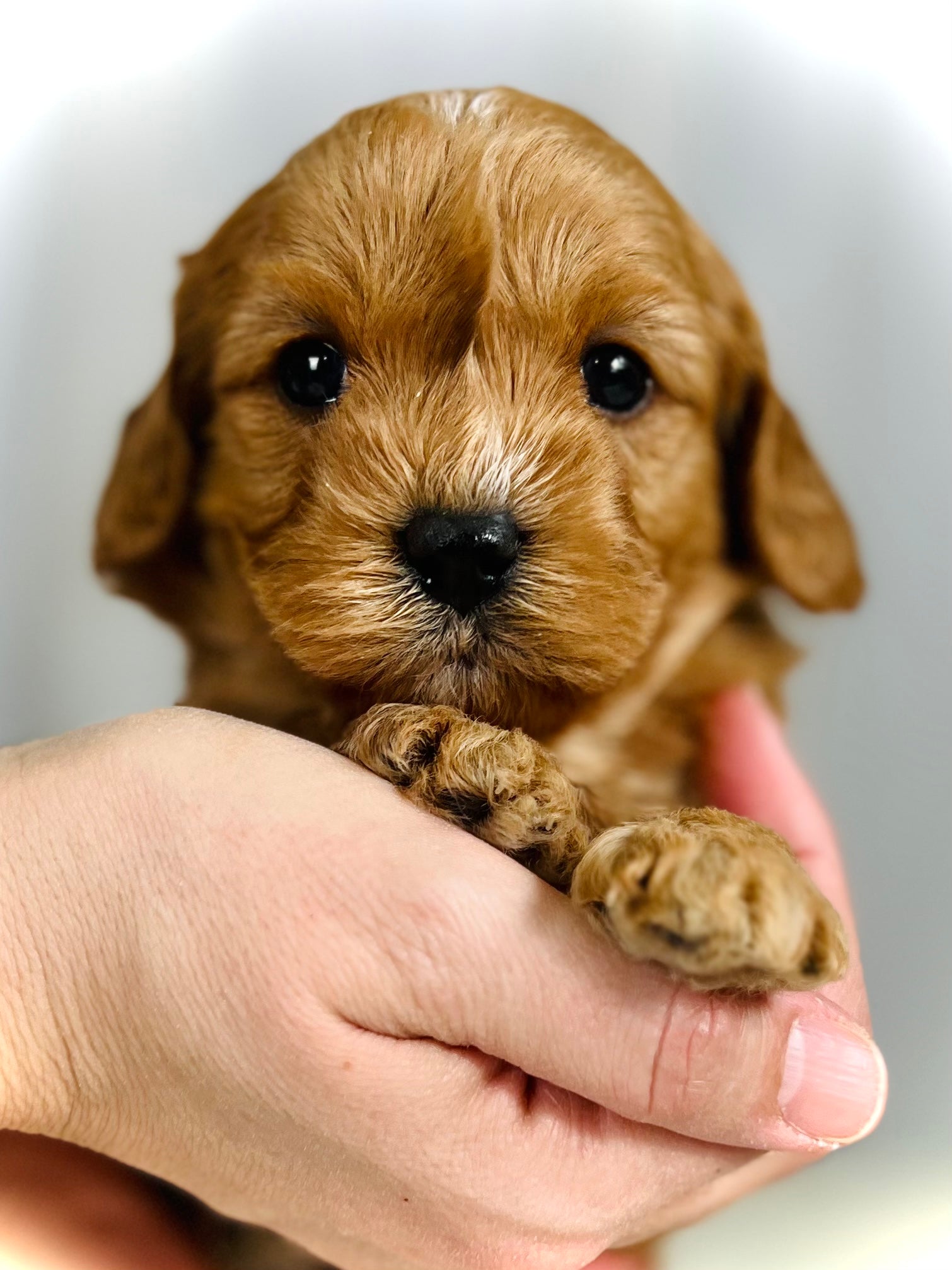 Bailey Cavapoo Puppy π SOLD β Precious Pups USA