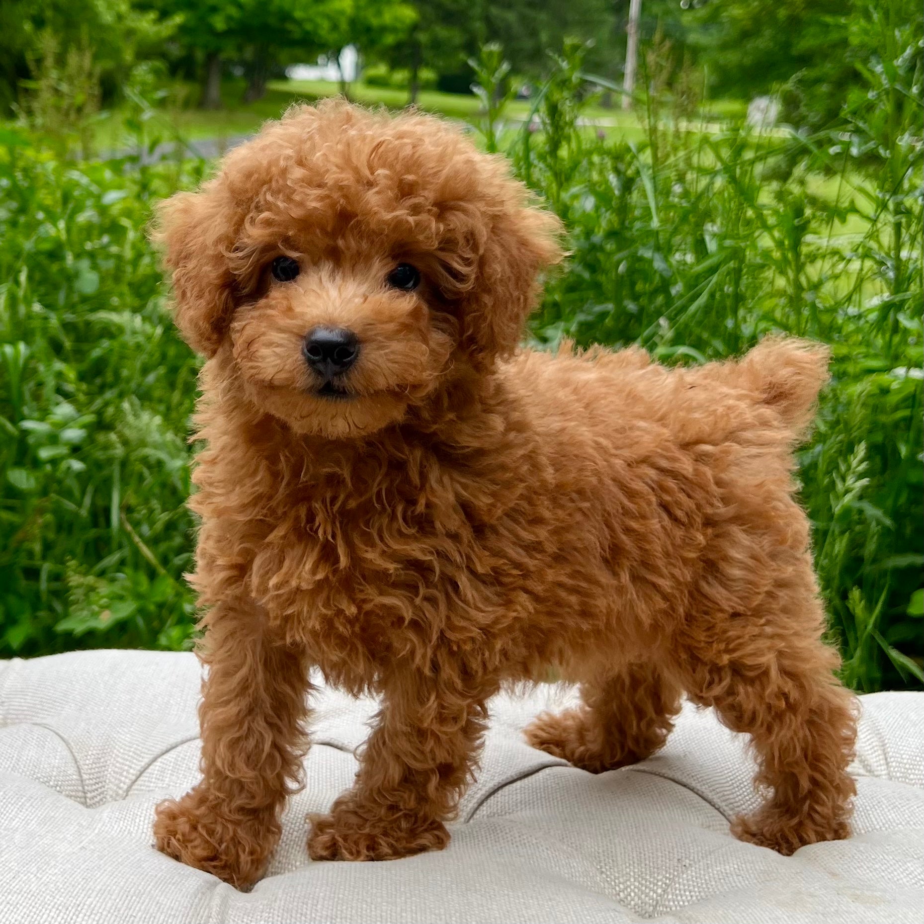 toy poodle puppies brown
